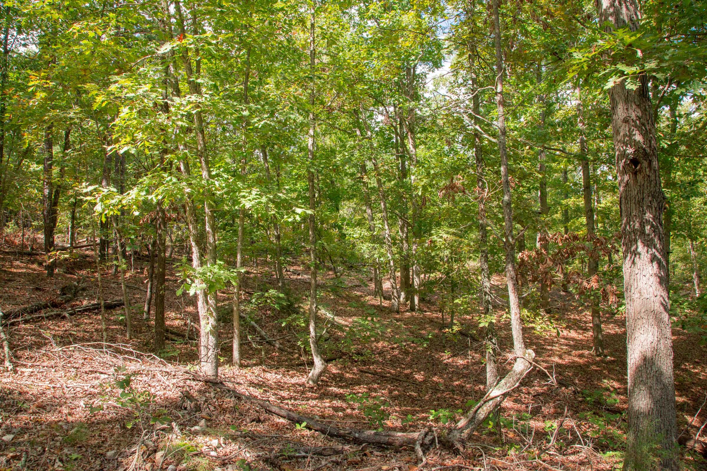 Wagon Wheel Ranch Tract 42 photo 10