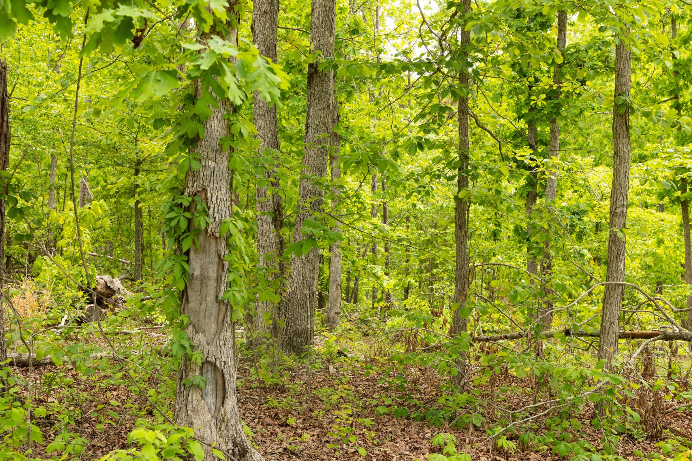 Stardust Estates Tract 7 photo 14