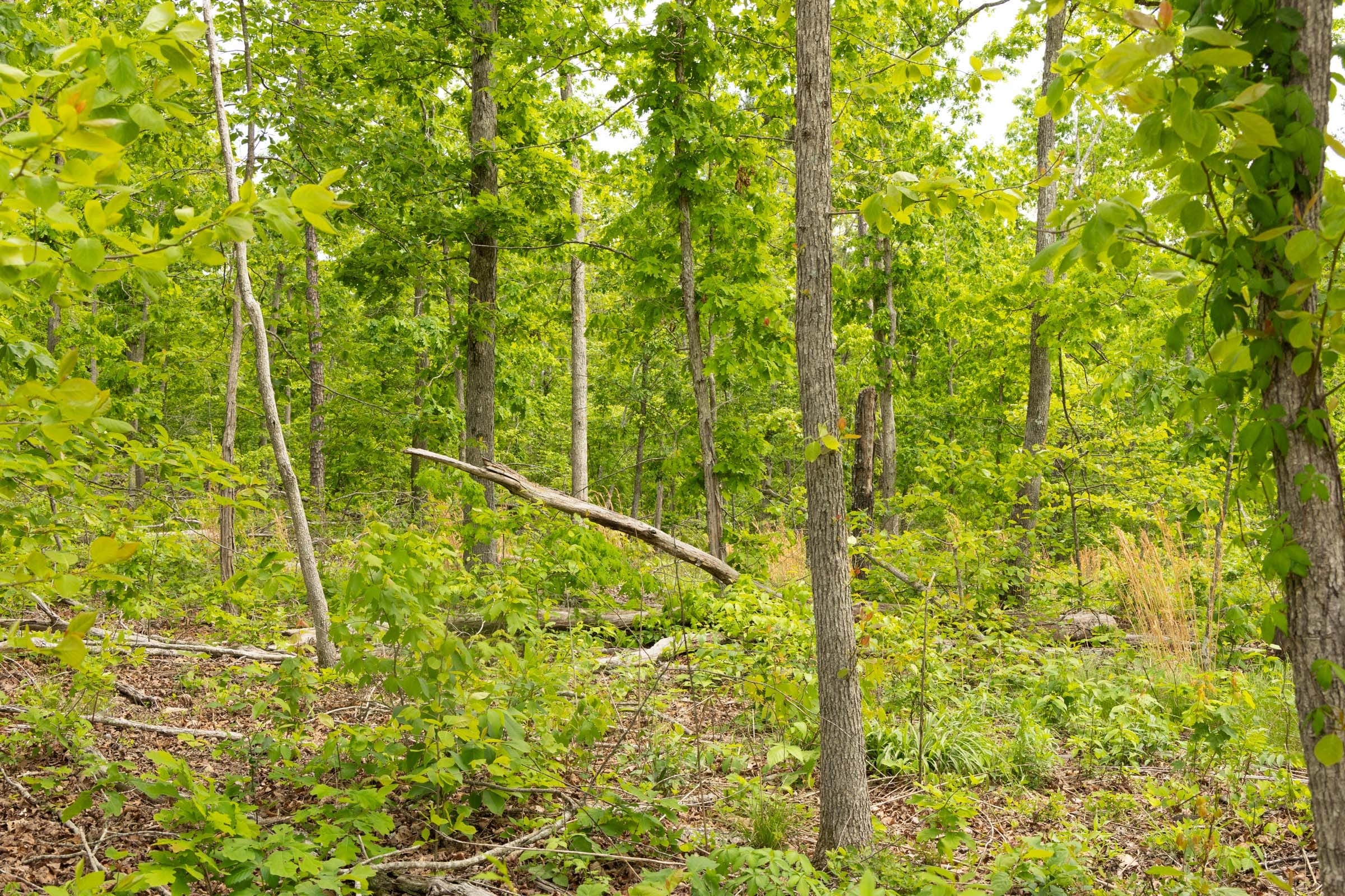 Stardust Estates Tract 7 photo 4