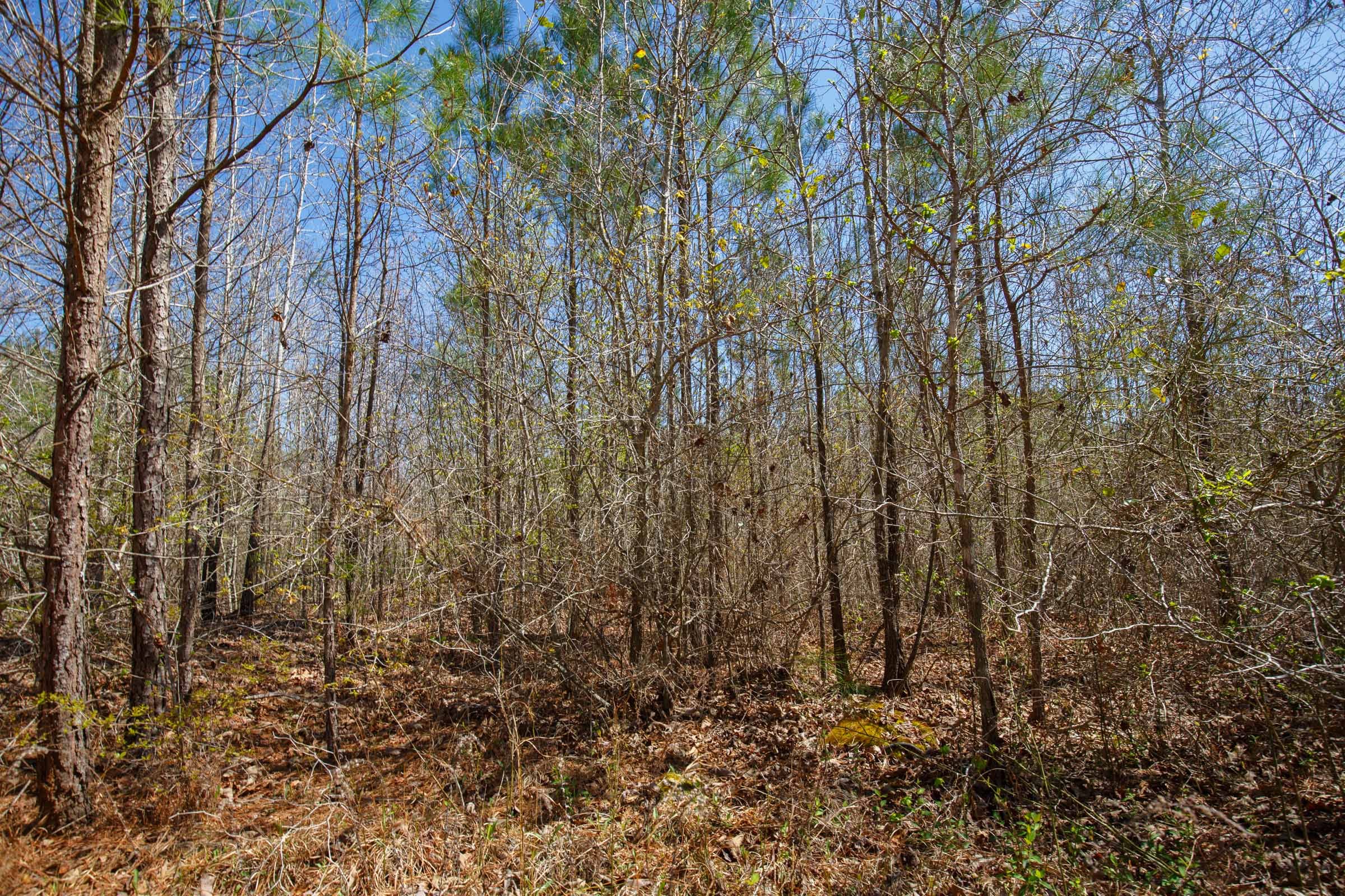 Southern Hills Tract 7 photo 7