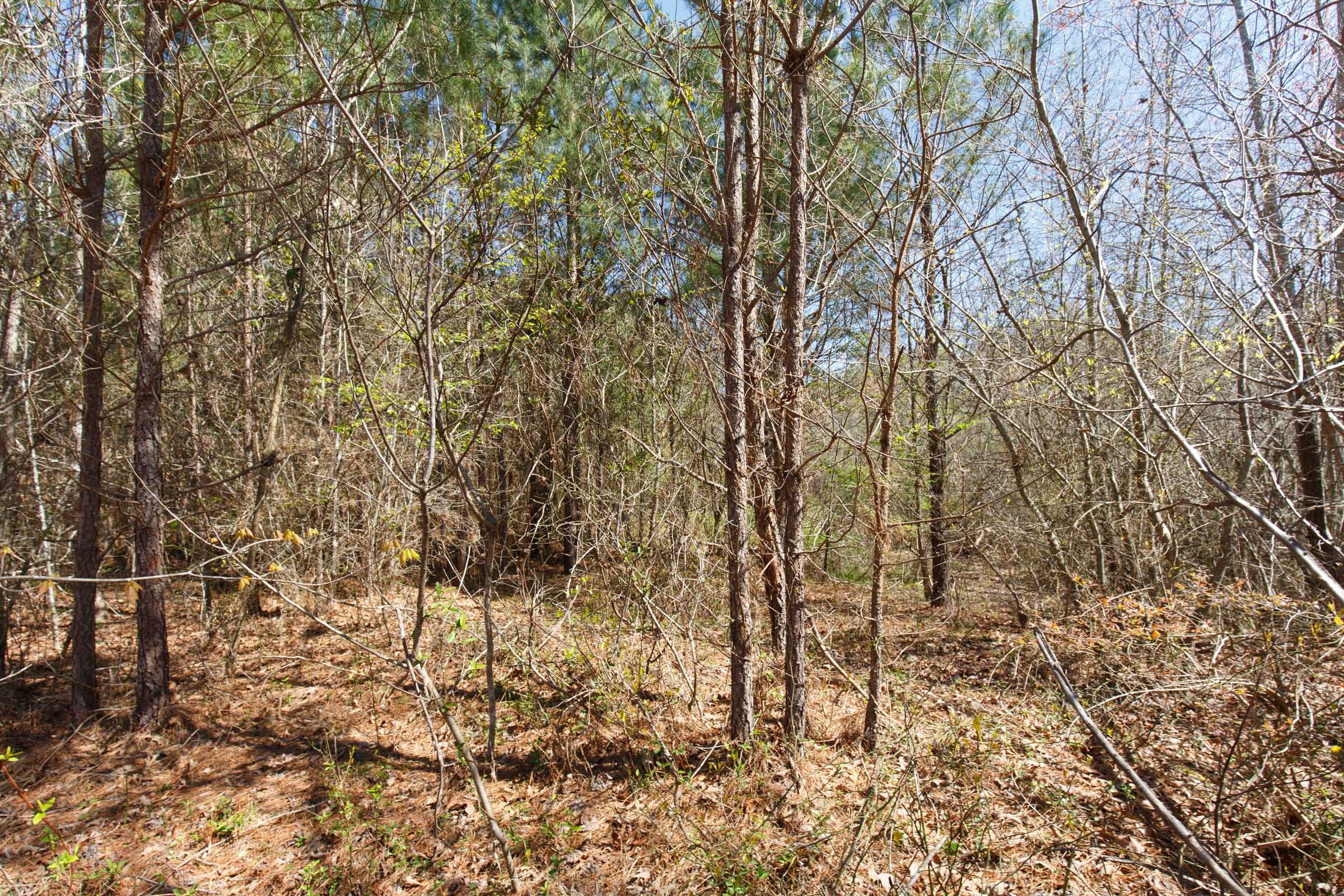 Southern Hills Tract 7 photo 3