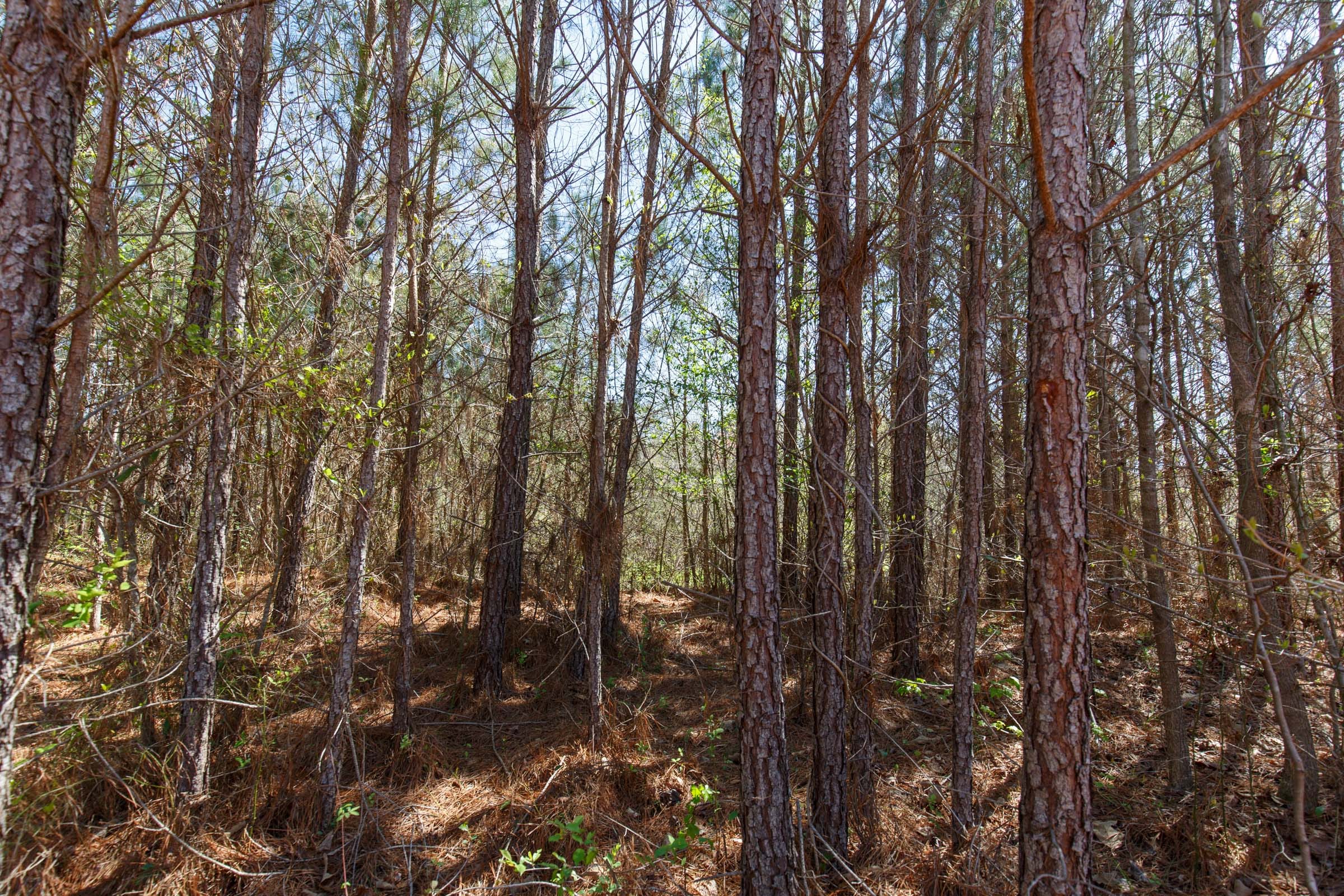 Southern Hills Tract 7 photo 4