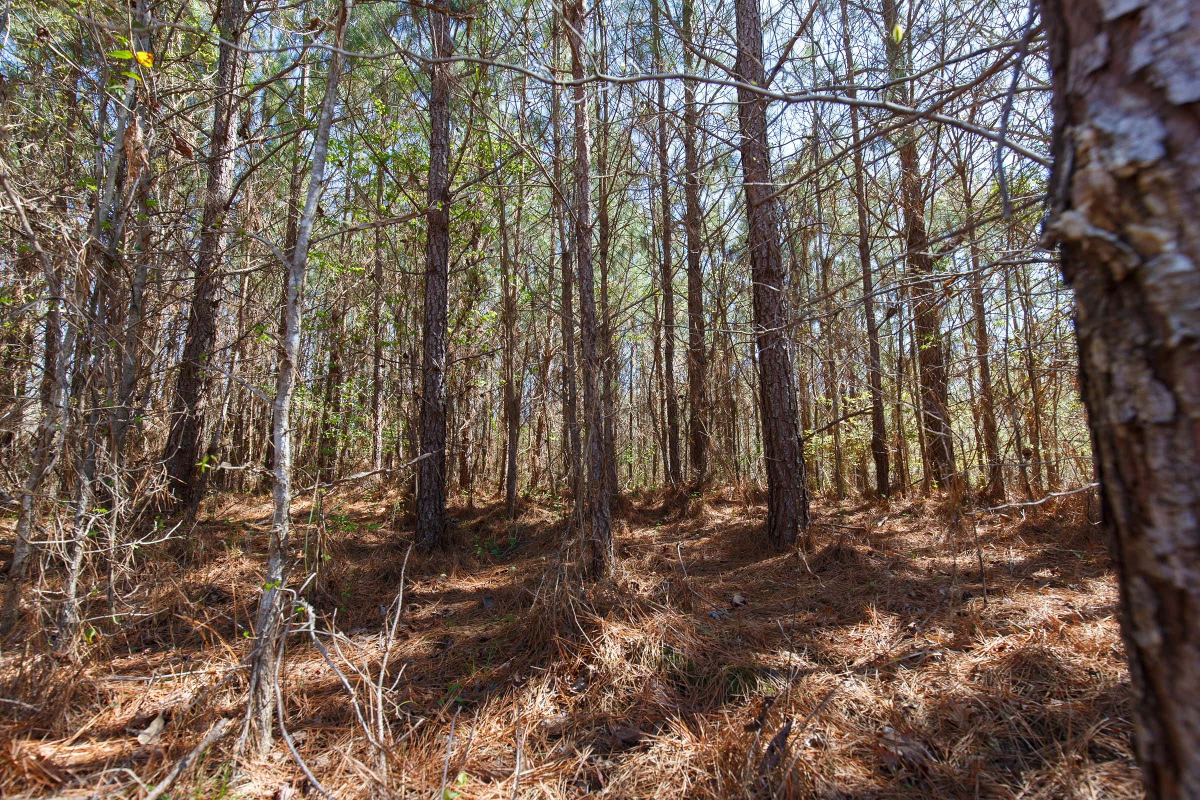 Southern Hills Tract 7 photo 12