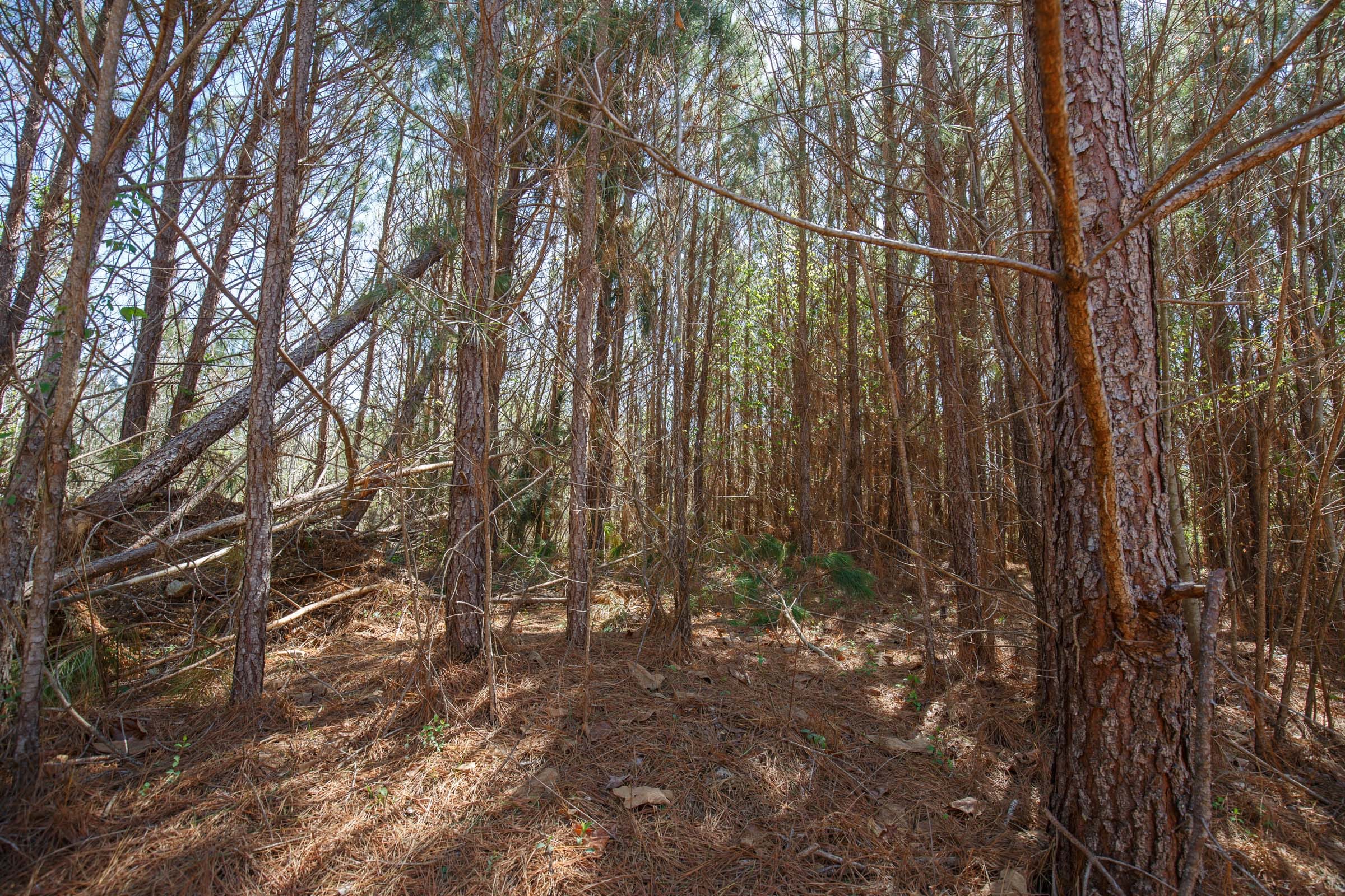 Southern Hills Tract 7 photo 13