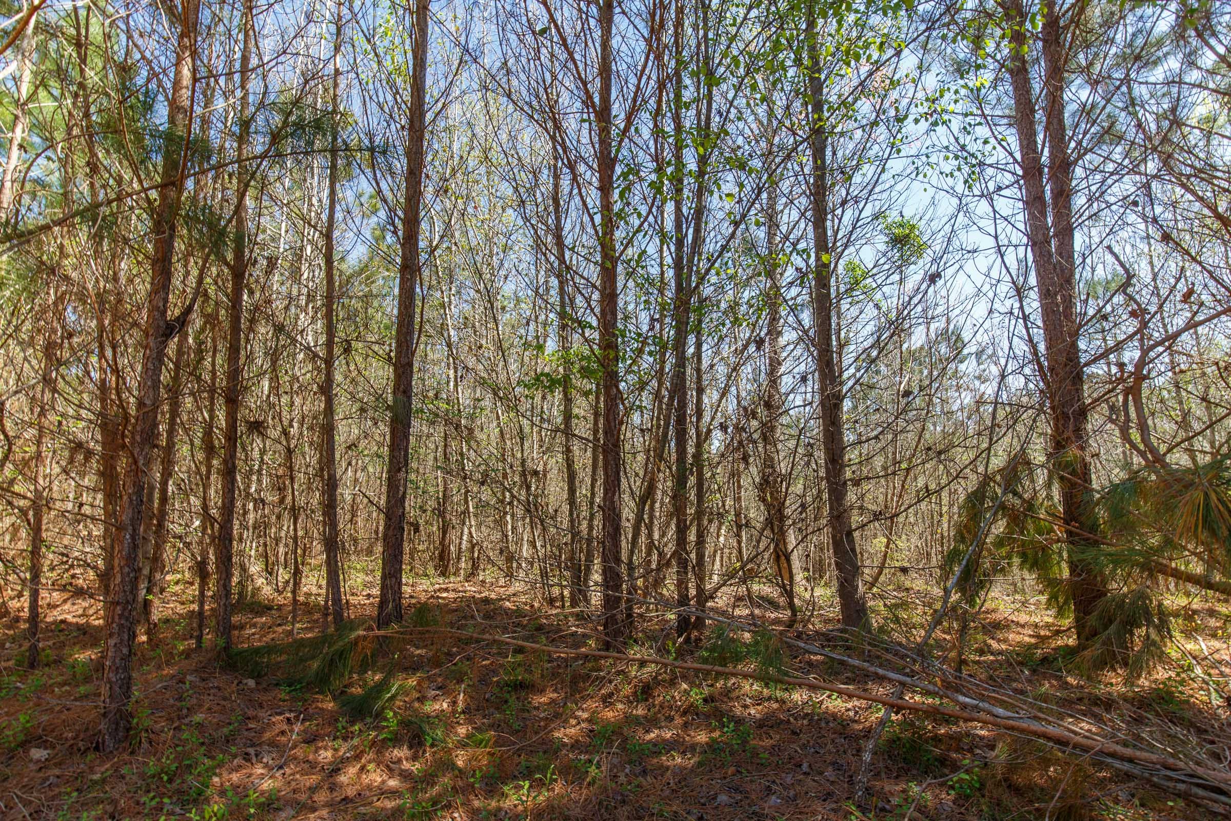 Southern Hills Tract 7 photo 15