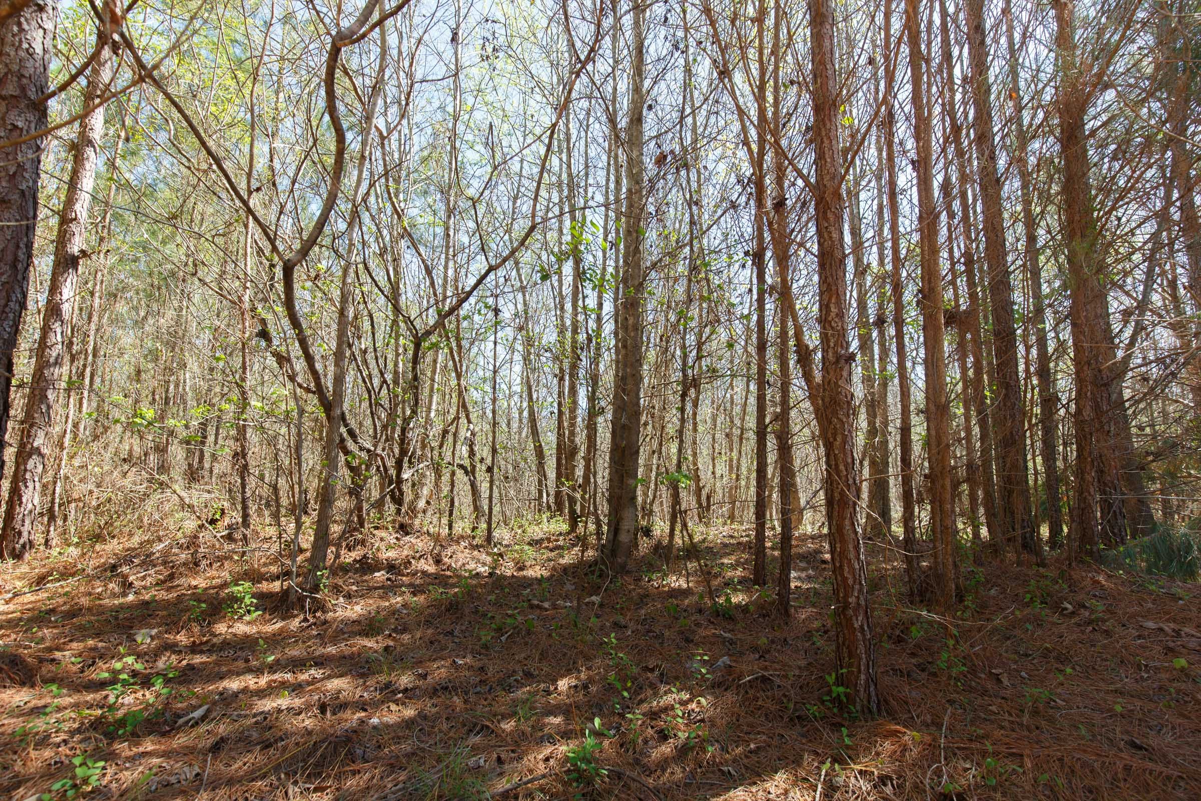 Southern Hills Tract 7 photo 16