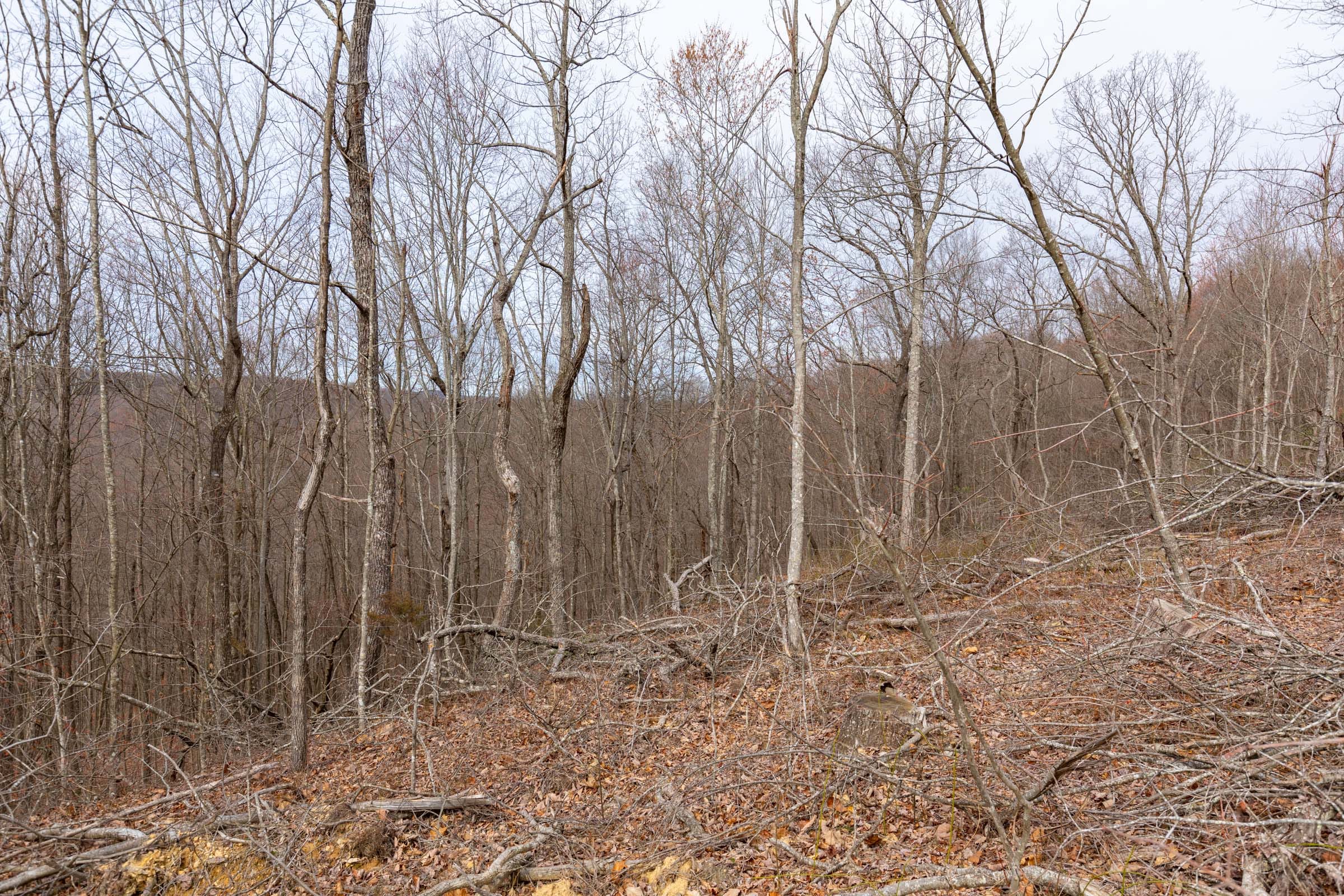Creek Hollow Phase I Tract 1 photo 10