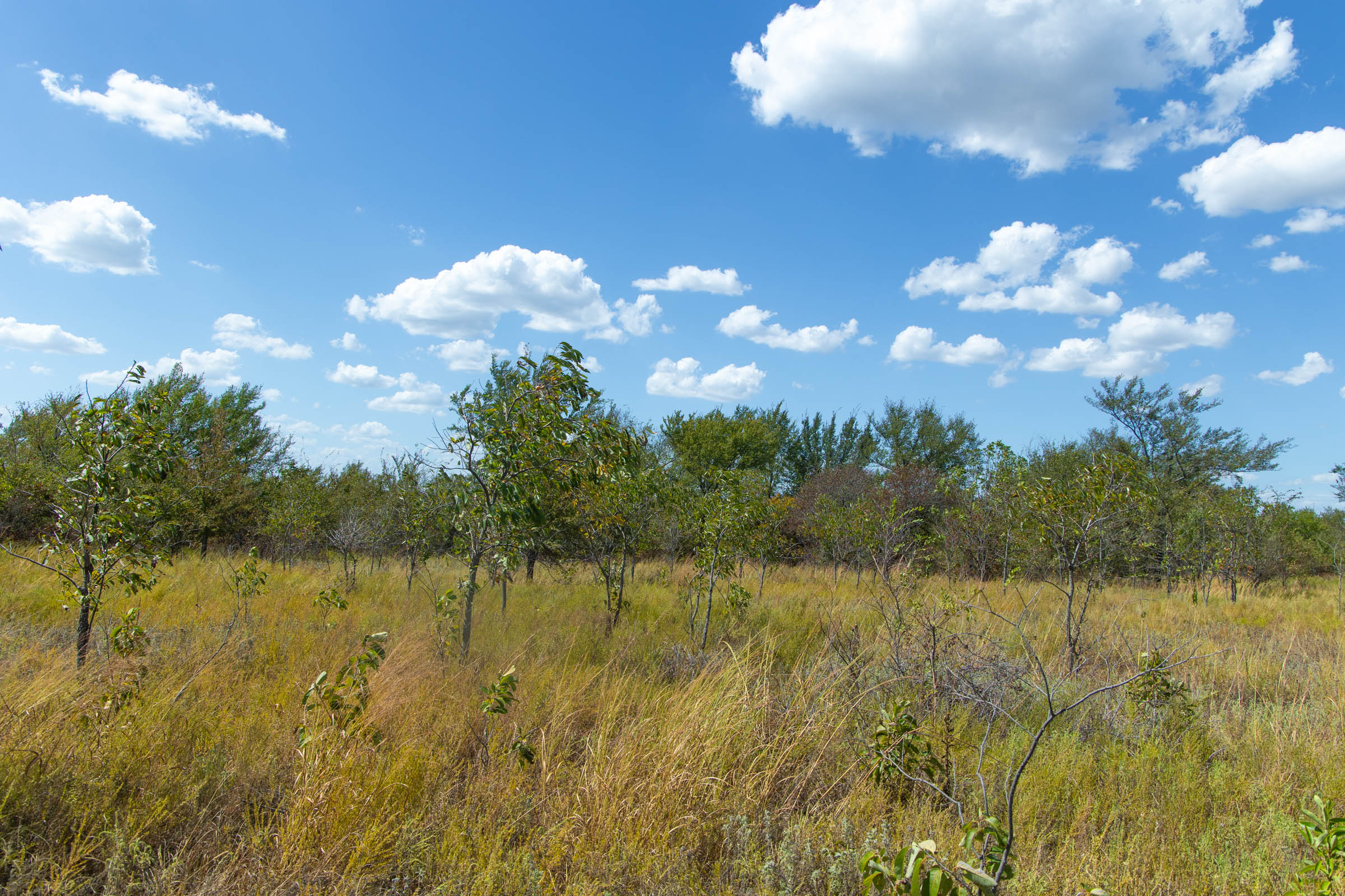 Gracyn Meadows Tract 12 photo 5