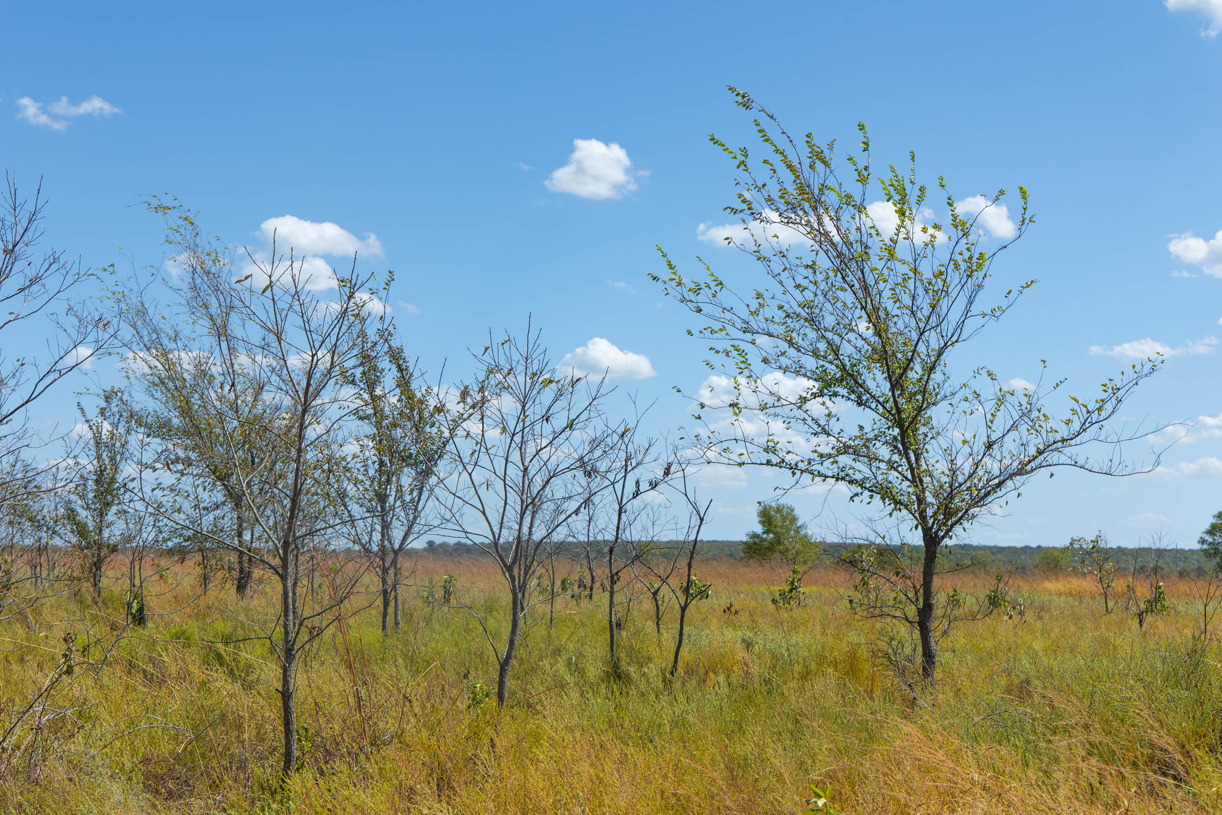 Gracyn Meadows Tract 12 photo 3