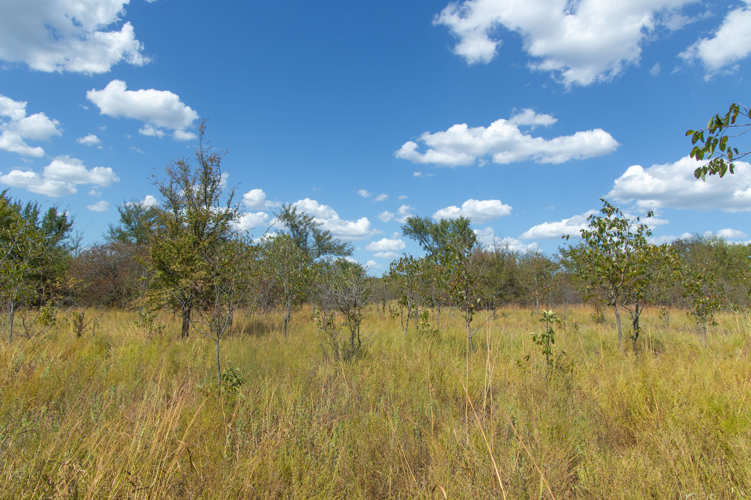 Gracyn Meadows Tract 12 photo 6