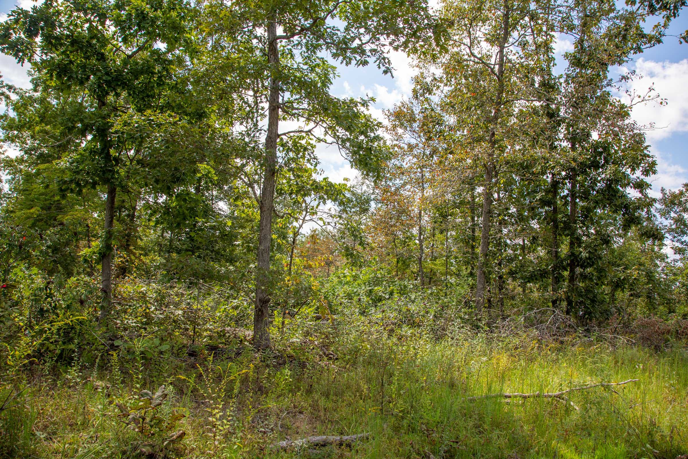 Borgmann’s Hollow Phase II Tract 52 photo 3