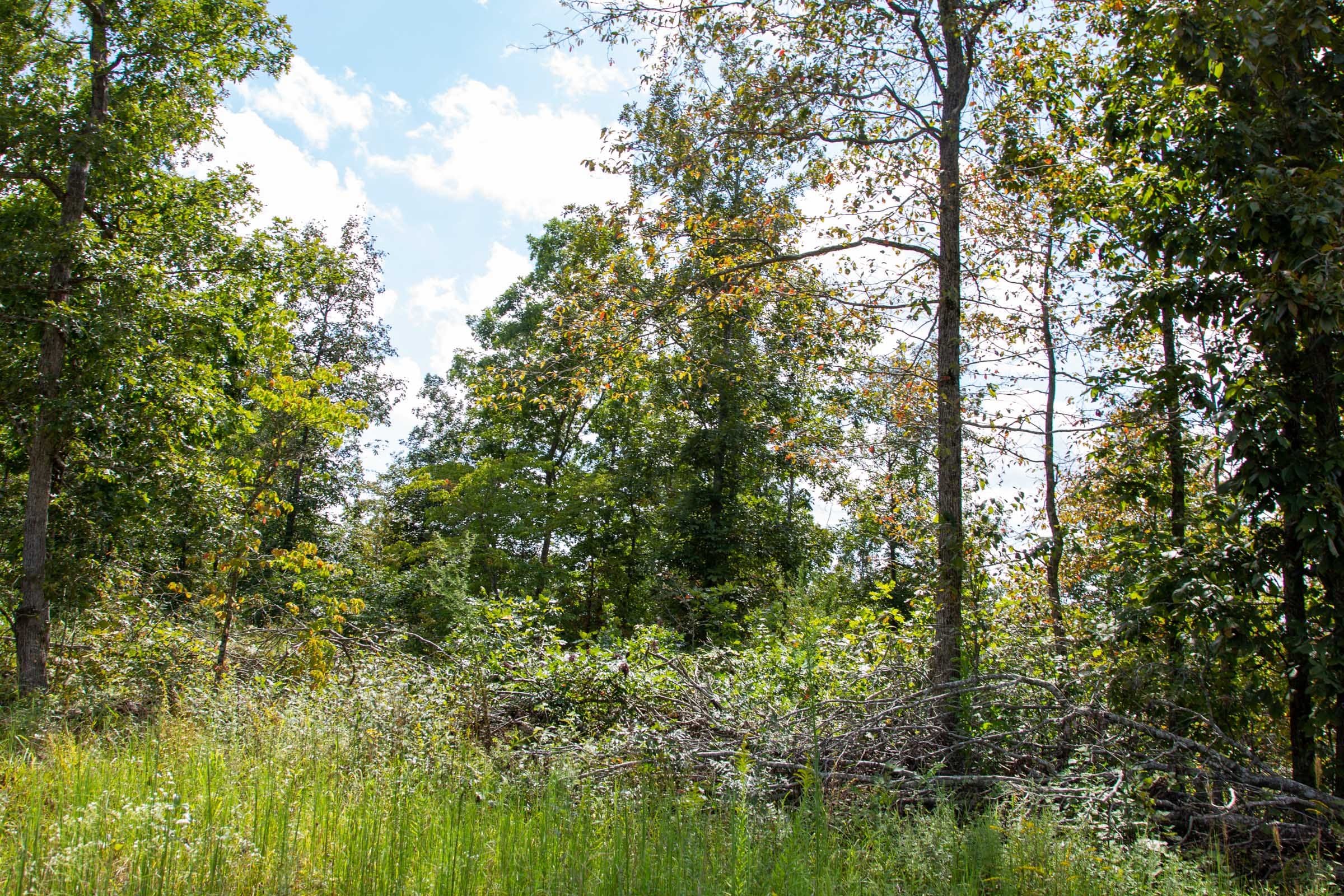 Borgmann’s Hollow Phase II Tract 52 photo 4