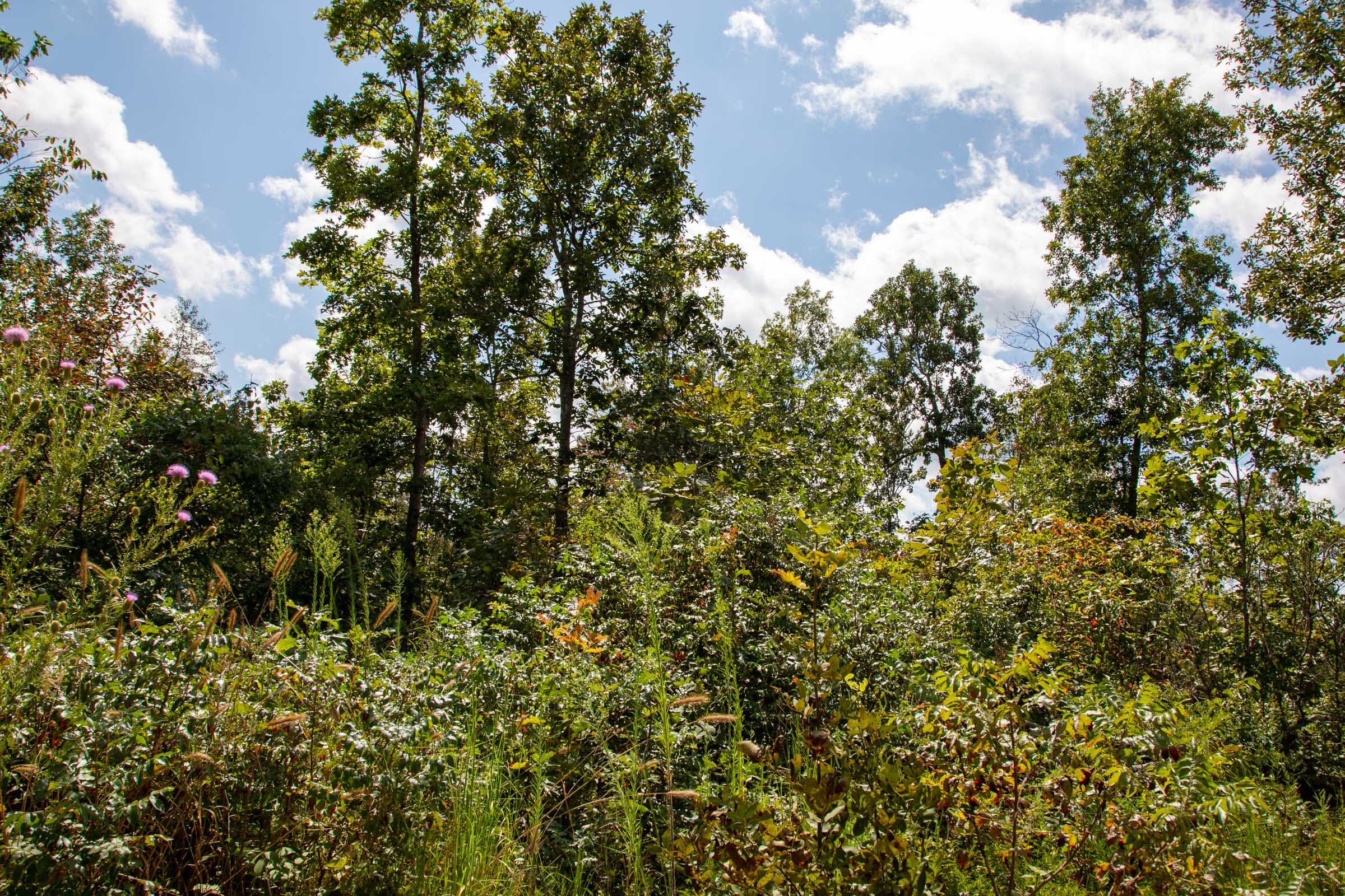 Borgmann’s Hollow Phase II Tract 52 photo 9