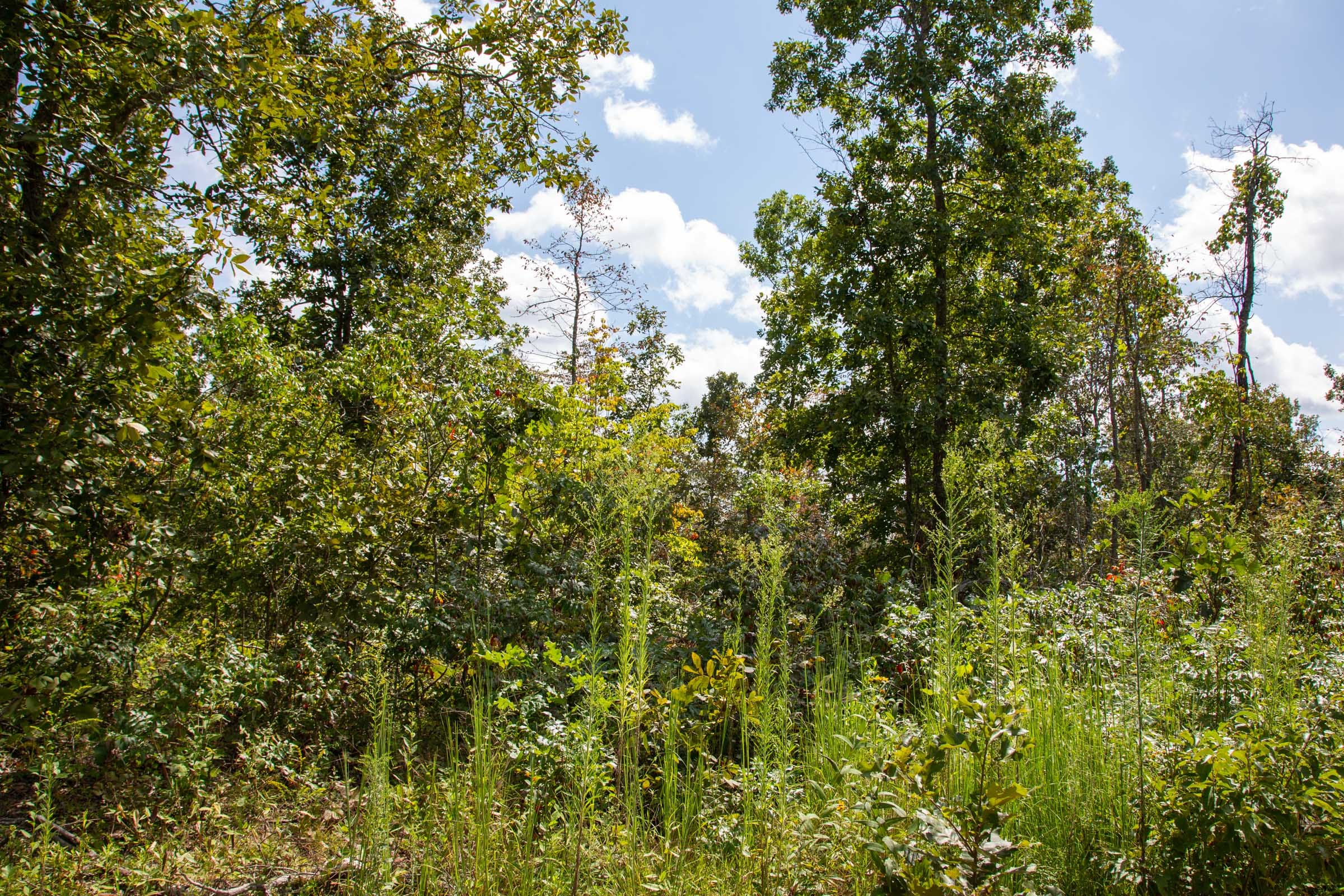Borgmann’s Hollow Phase II Tract 52 photo 10