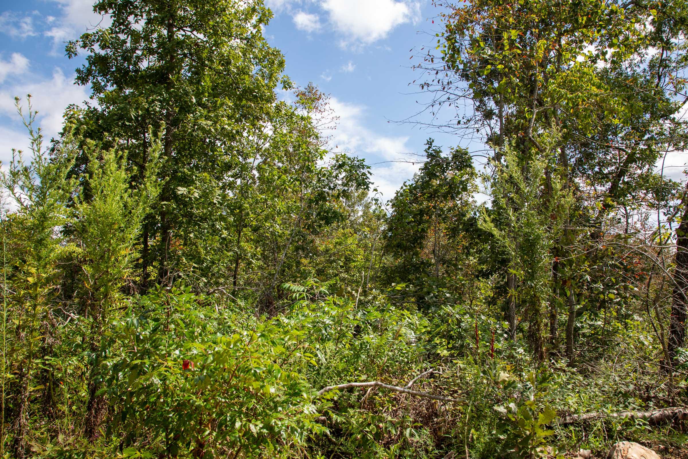 Borgmann’s Hollow Phase II Tract 52 photo 12