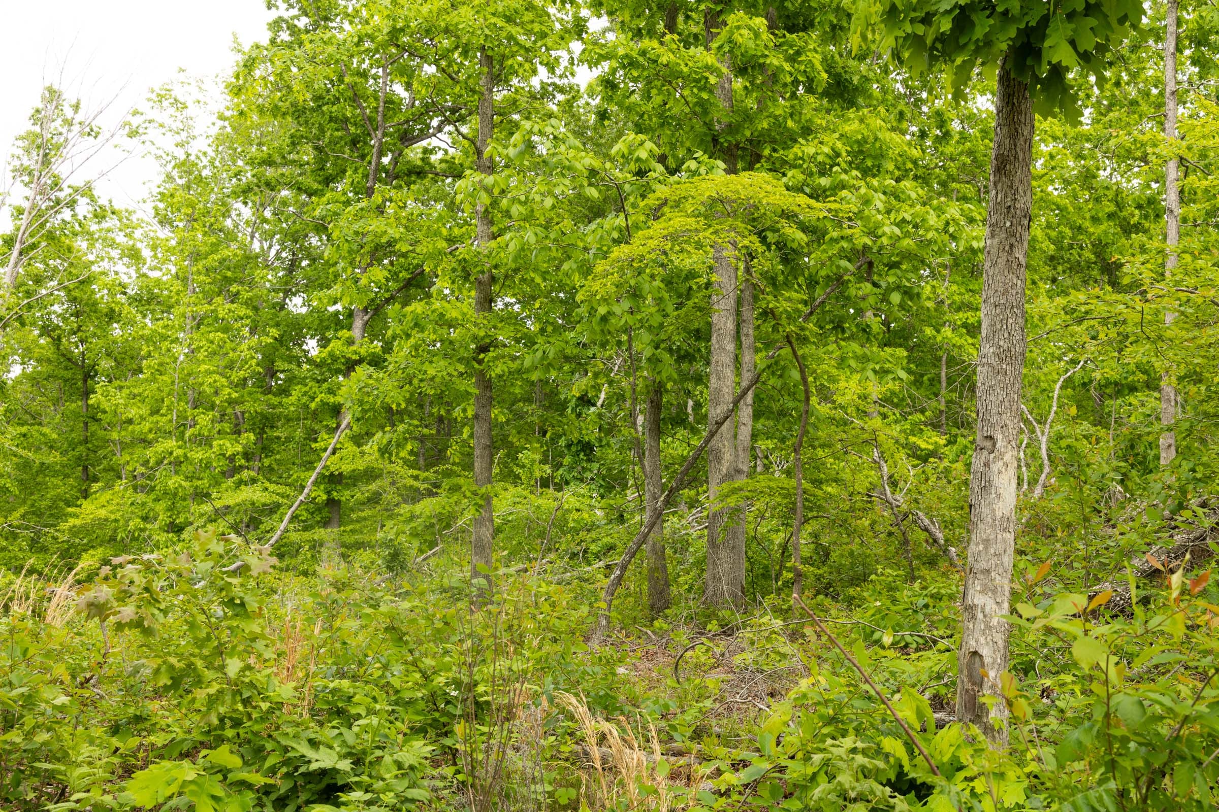 Stardust Estates Tract 29 photo 10