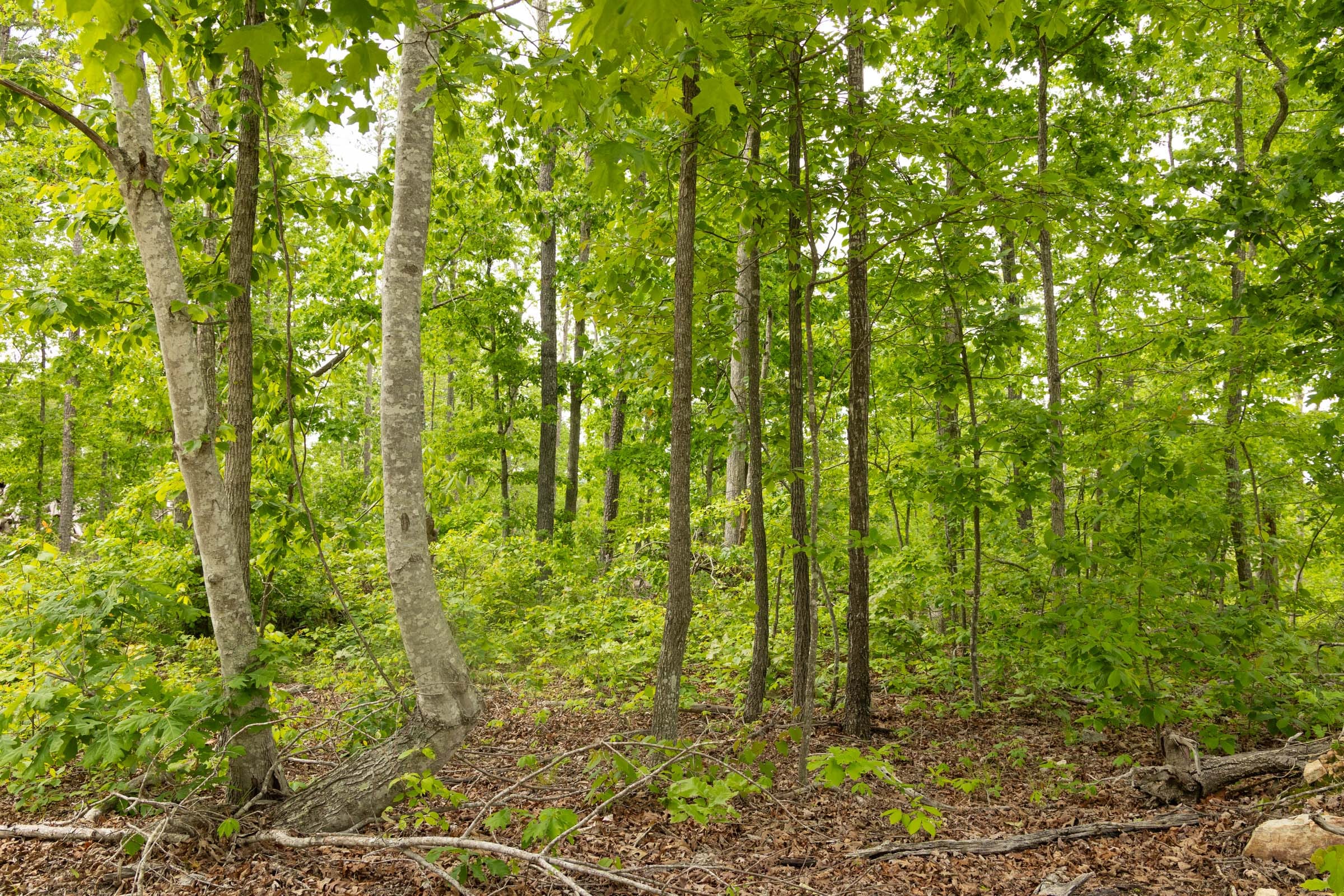 Stardust Estates Tract 29 photo 9