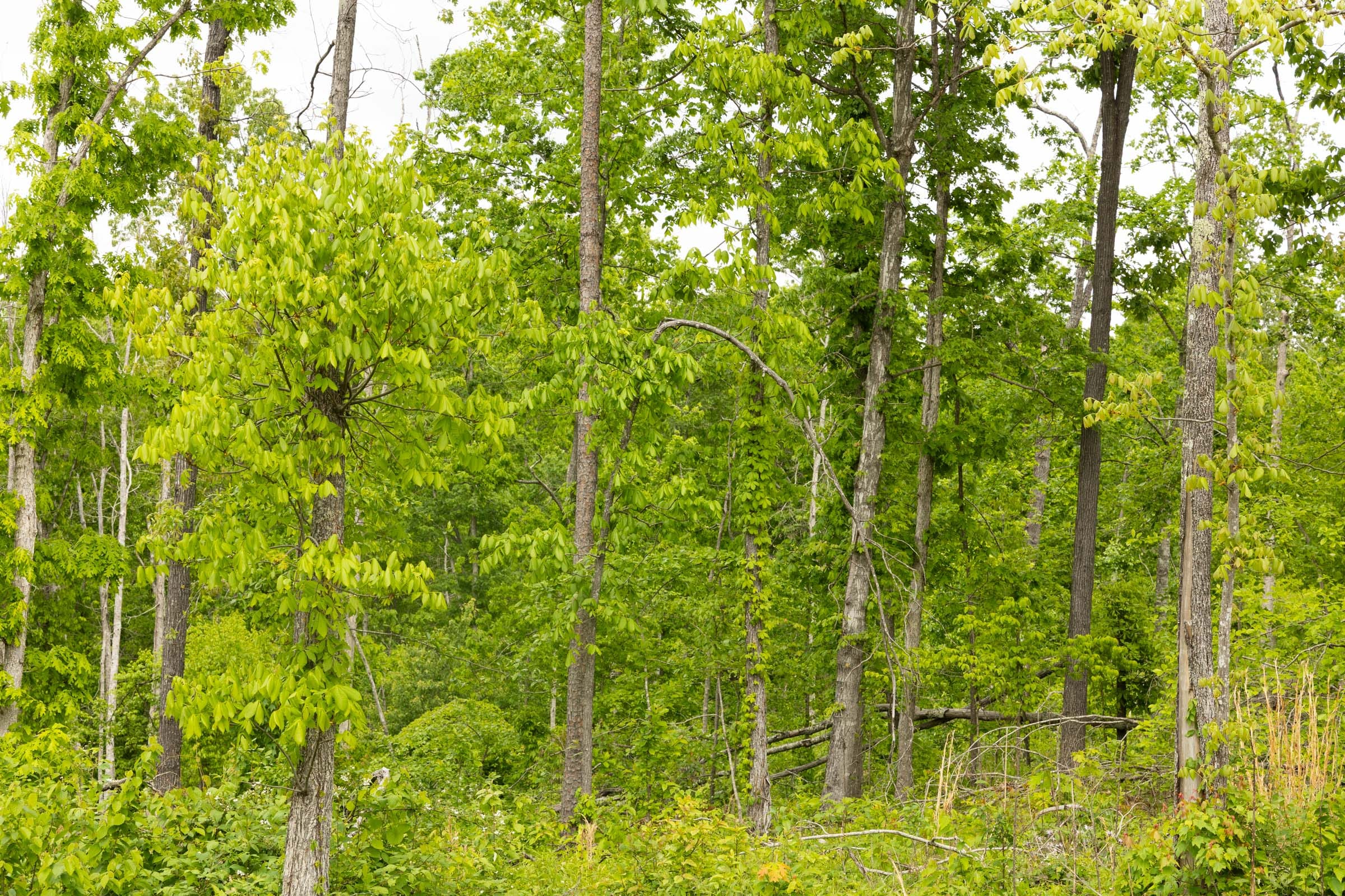 Stardust Estates Tract 29 photo 8