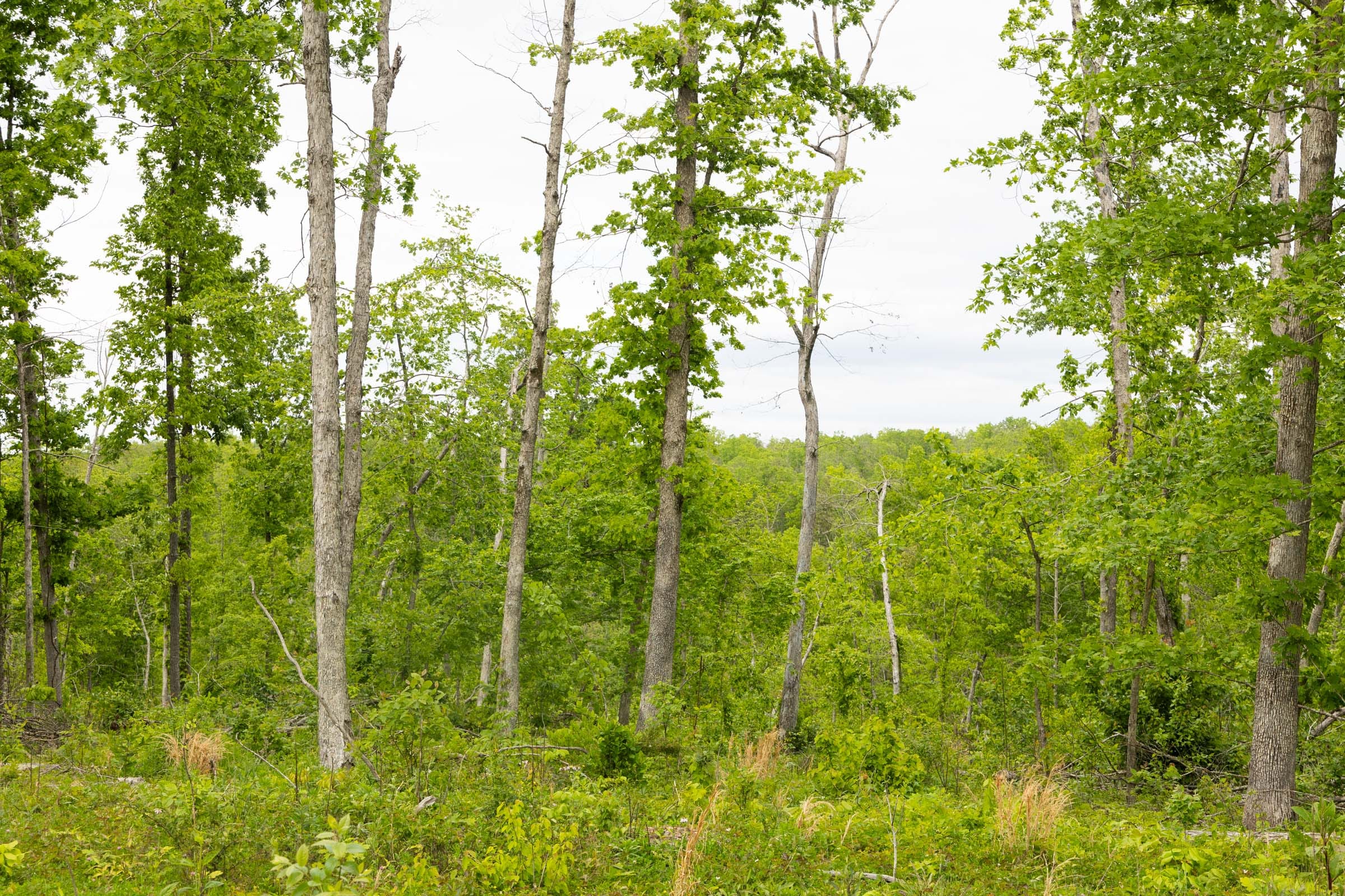 Stardust Estates Tract 29 photo 7