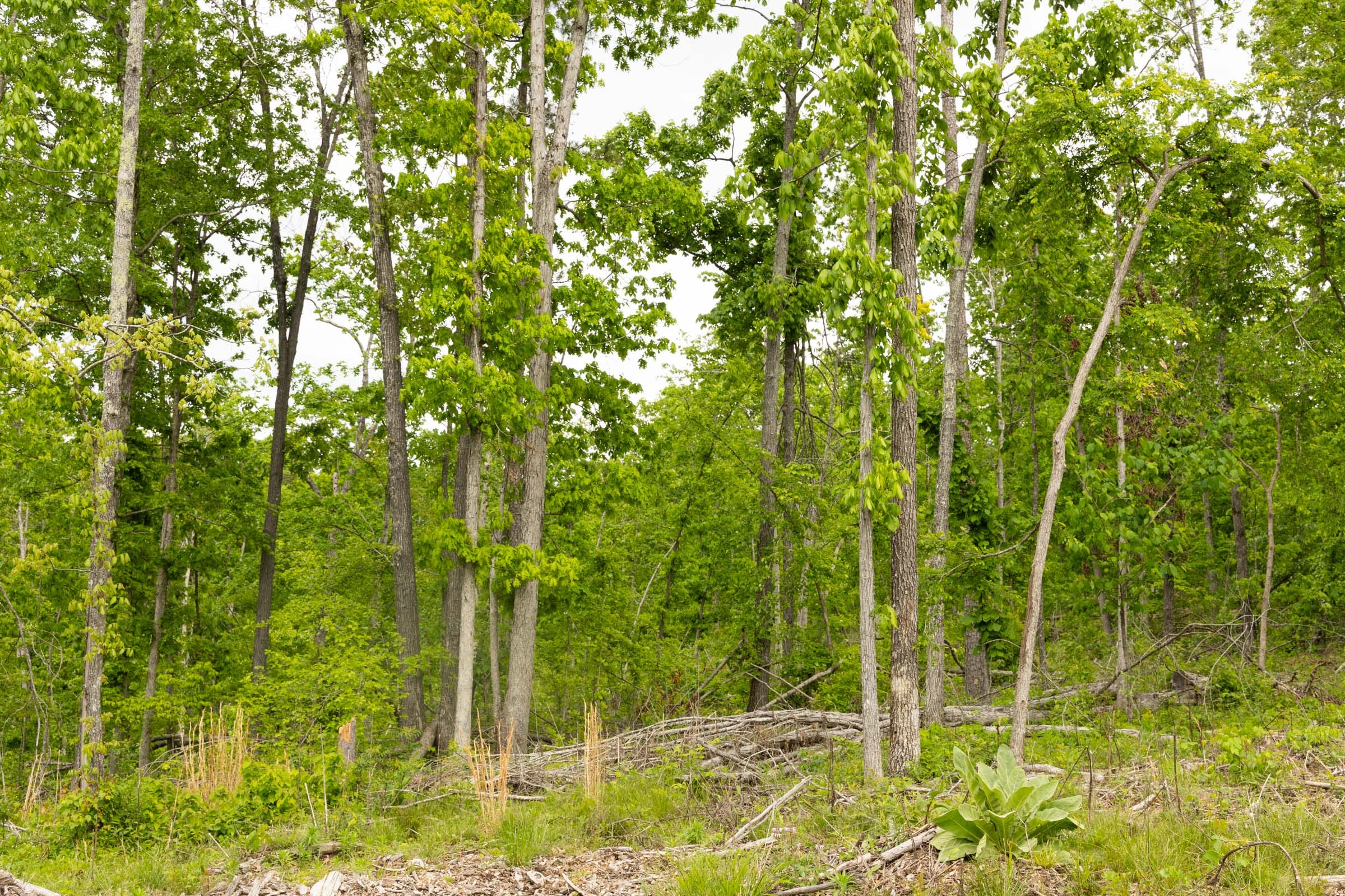 Stardust Estates Tract 29 photo 5