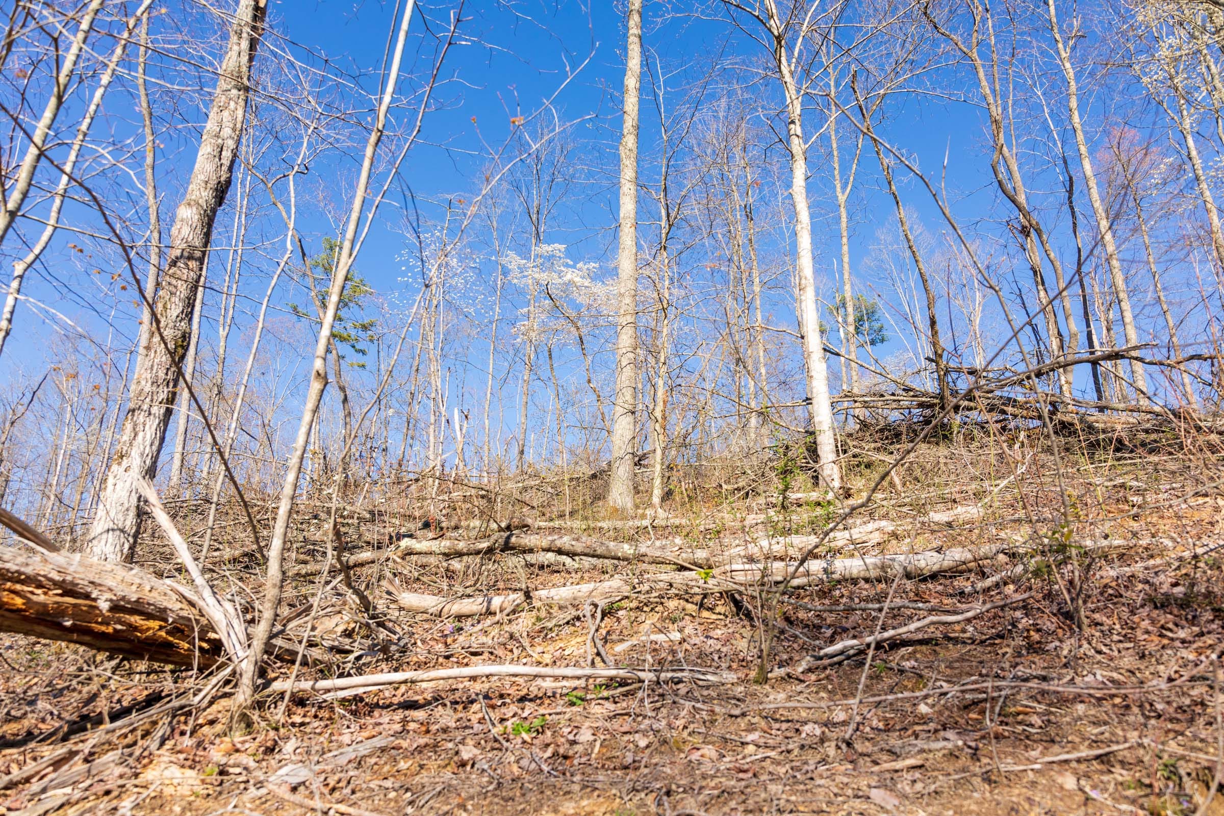 Creek Hollow Phase I Tract 40 photo 3