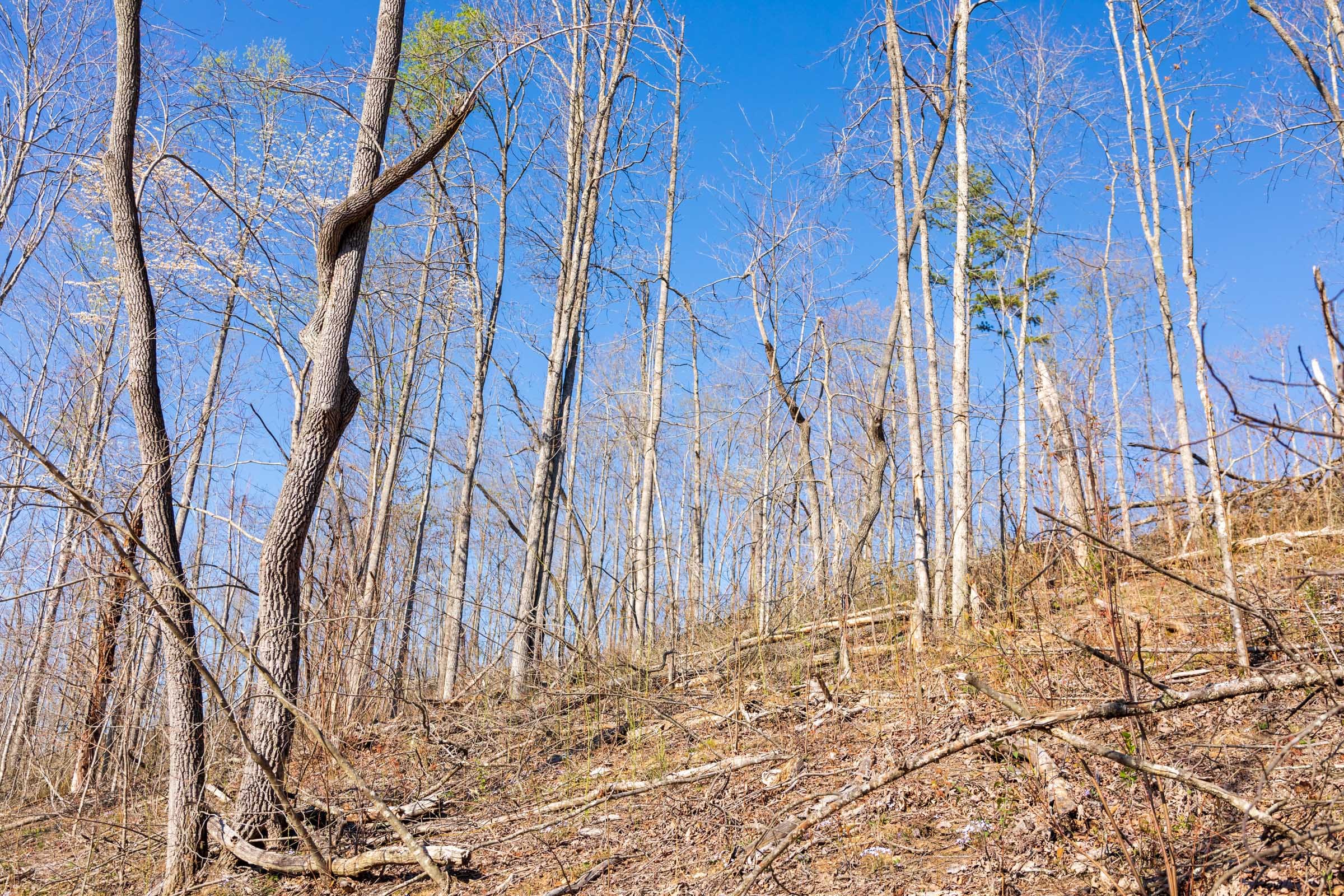 Creek Hollow Phase I Tract 40 photo 5