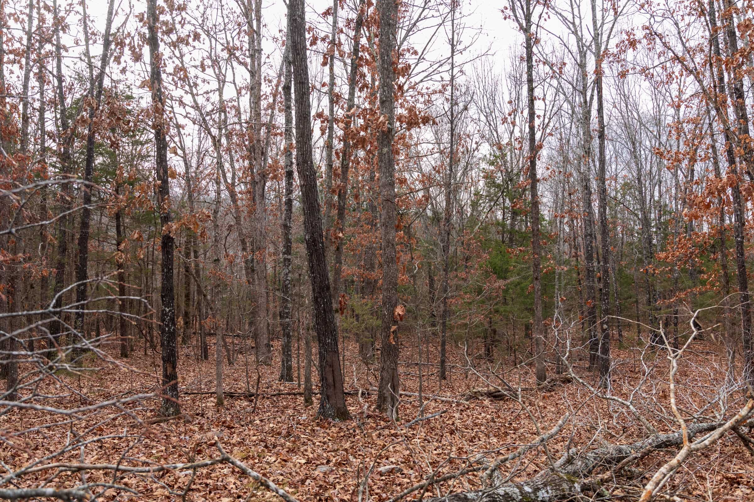 Crossroads Tract 20 photo 5