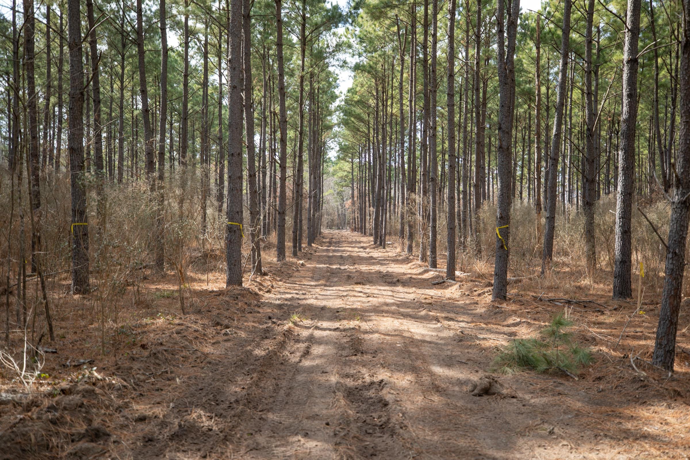 Wishing Star Ranch Tract 59 photo 2