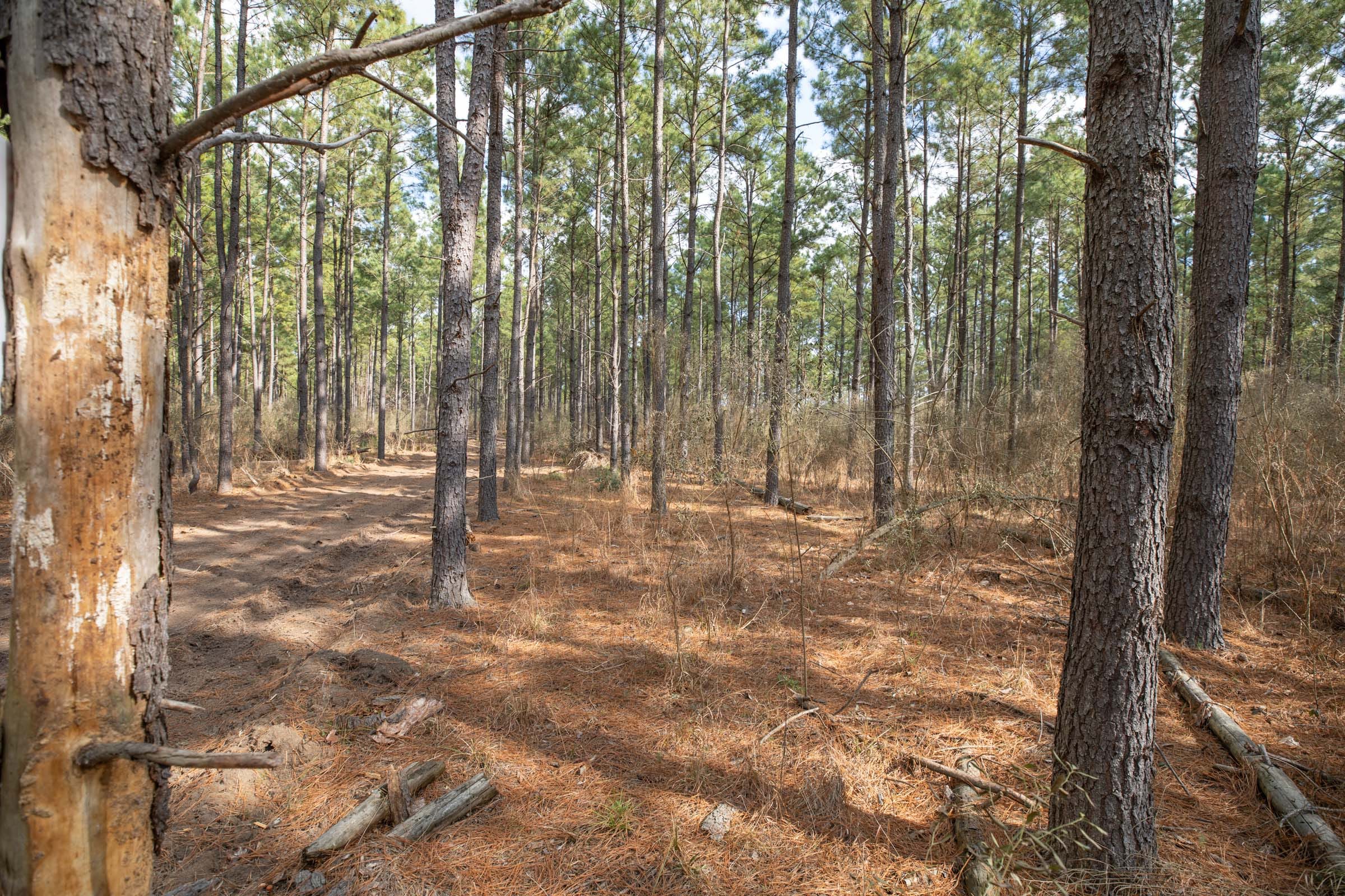 Wishing Star Ranch Tract 59 photo 4
