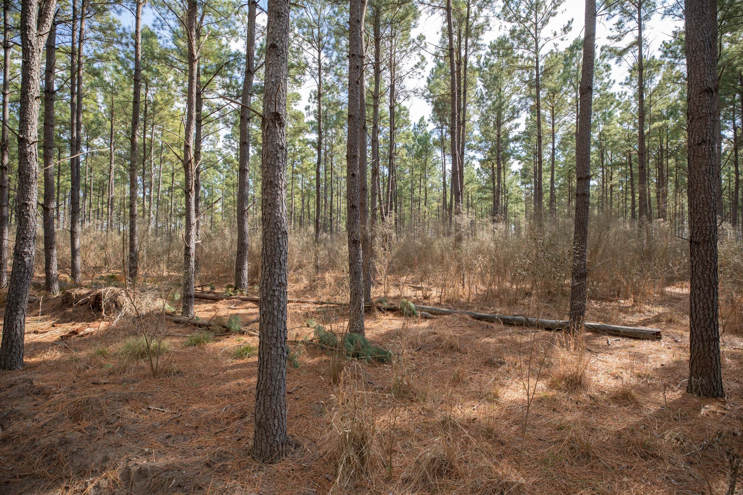 Wishing Star Ranch Tract 59 photo 5