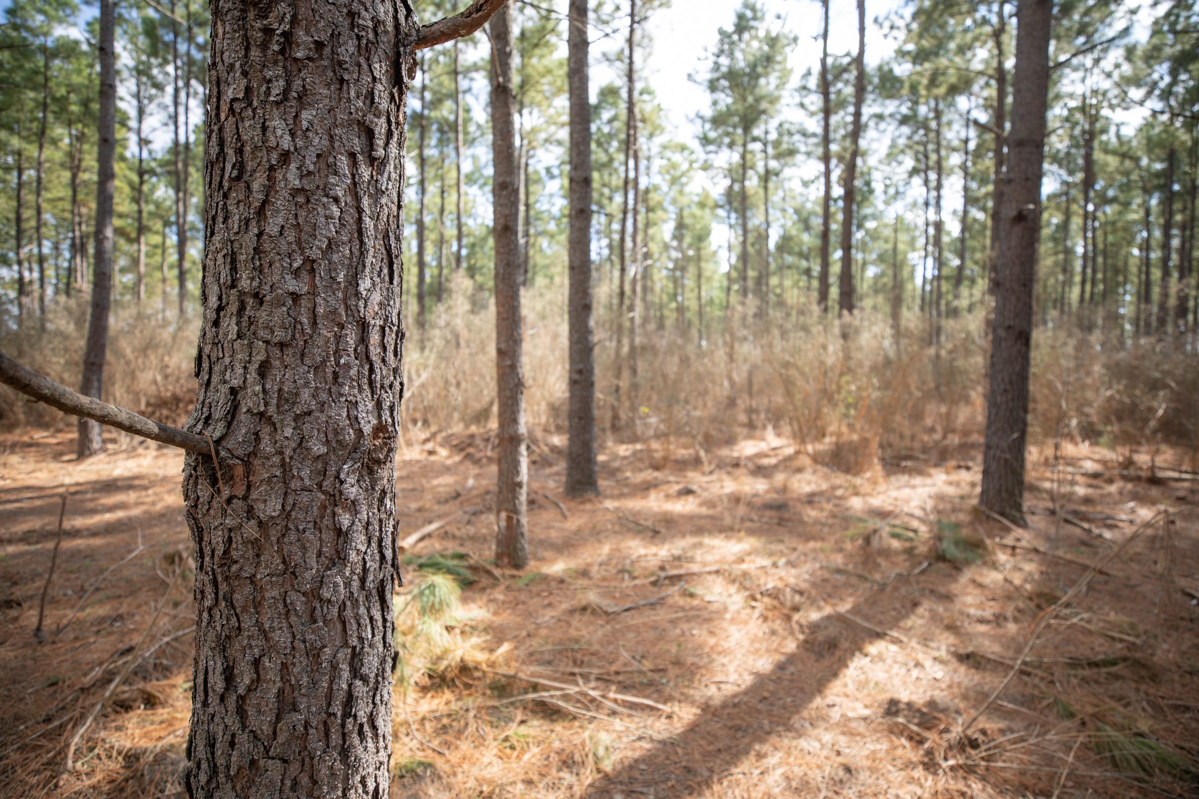 Wishing Star Ranch Tract 59 photo 6