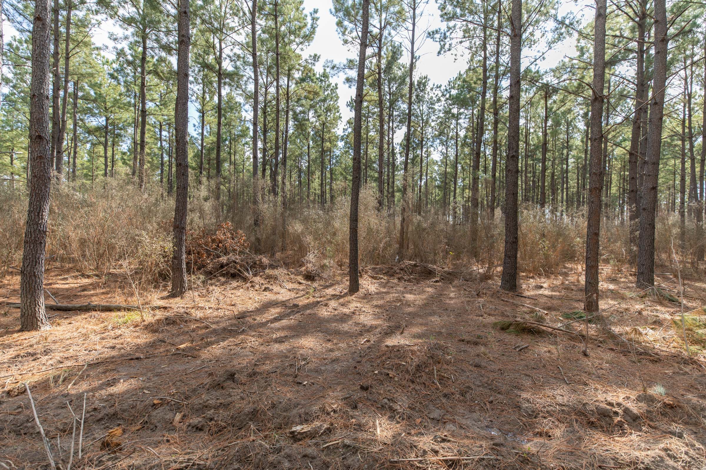 Wishing Star Ranch Tract 59 photo 7