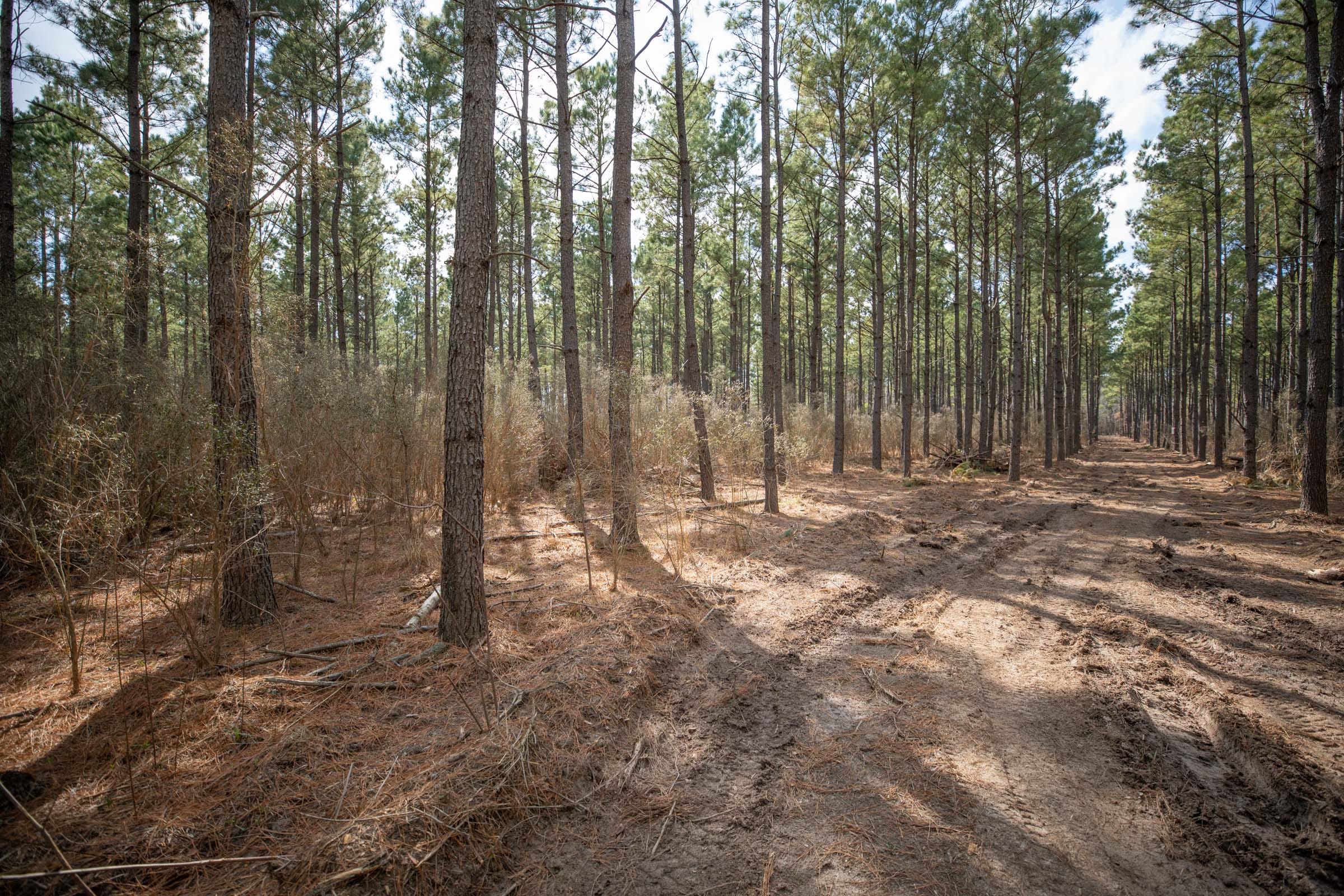 Wishing Star Ranch Tract 59 photo 8