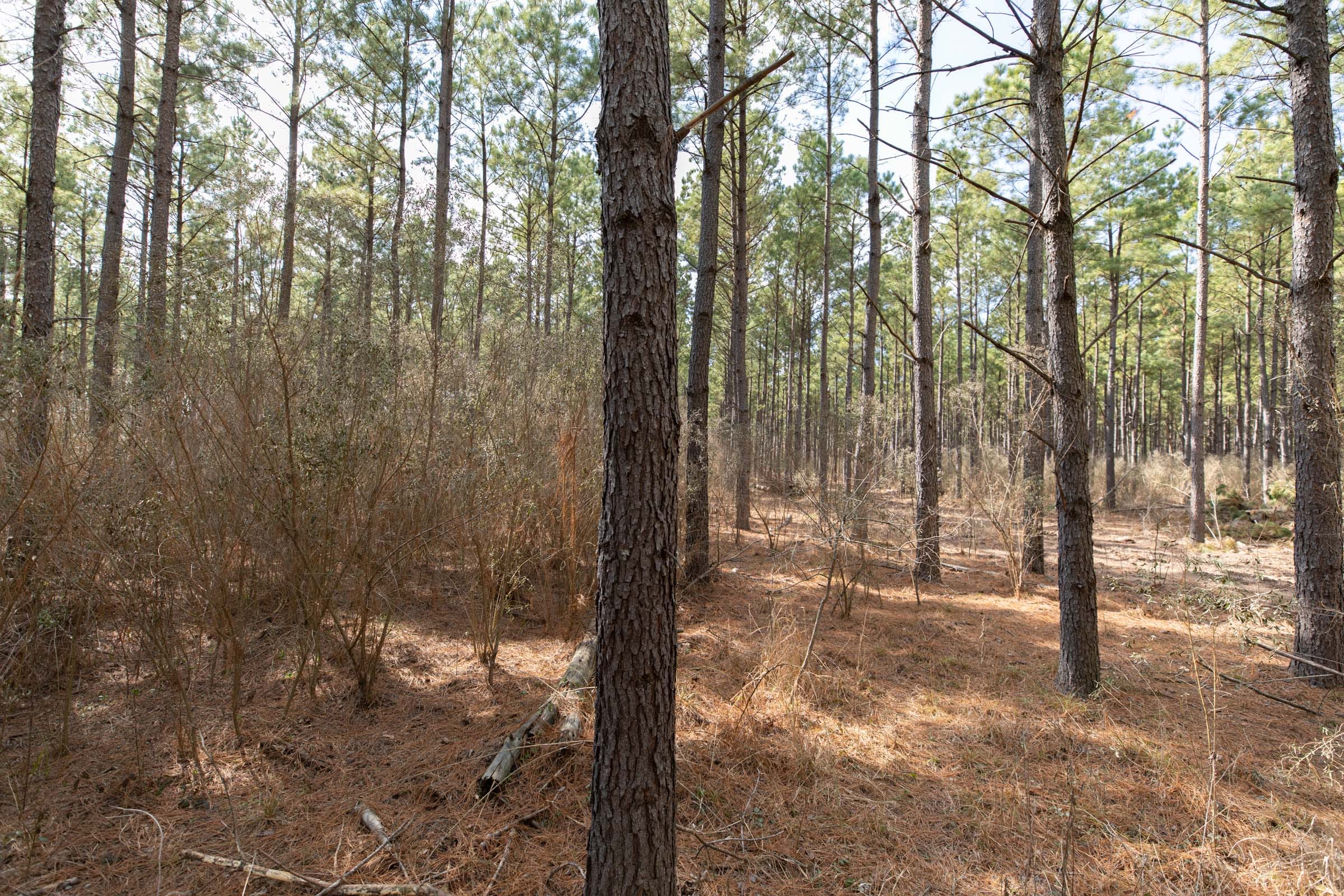 Wishing Star Ranch Tract 59 photo 9