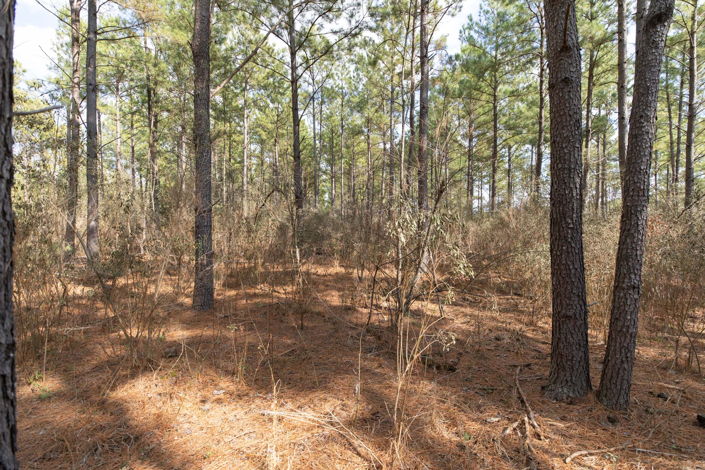Wishing Star Ranch Tract 59 photo 10