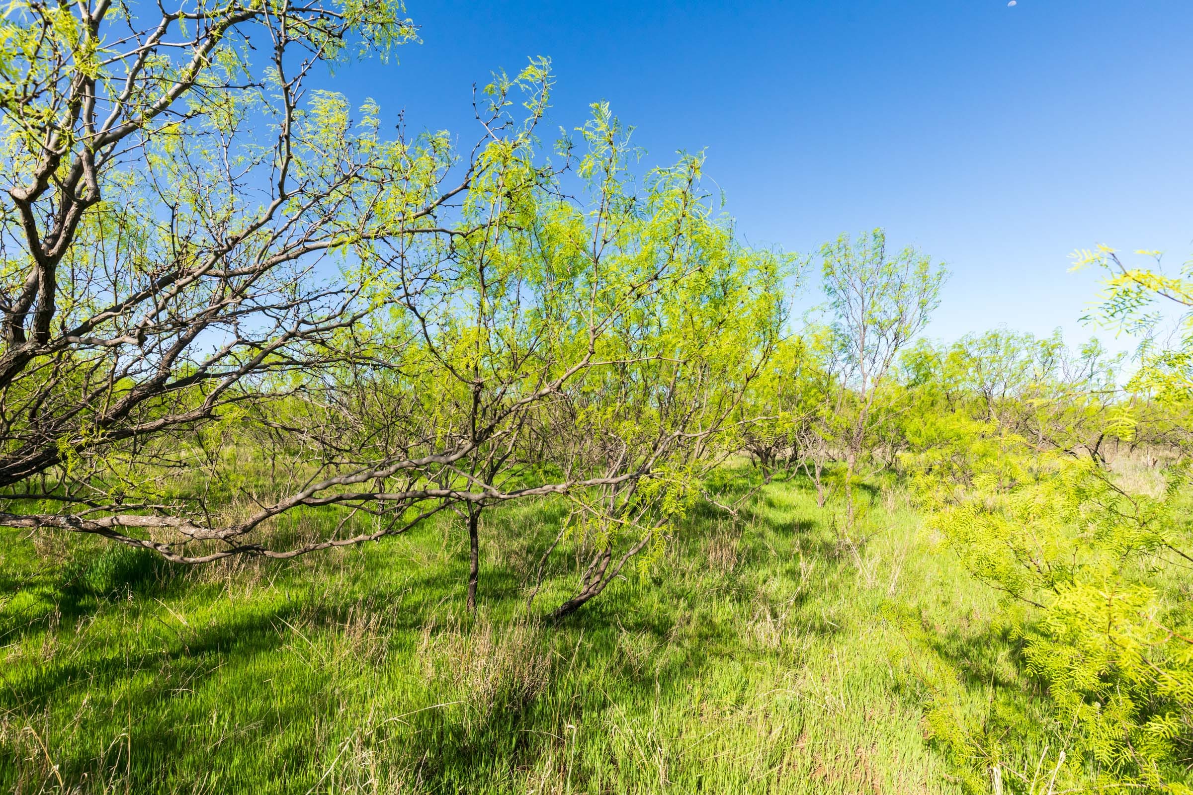 Hackberry Fields Tract 25 photo 17