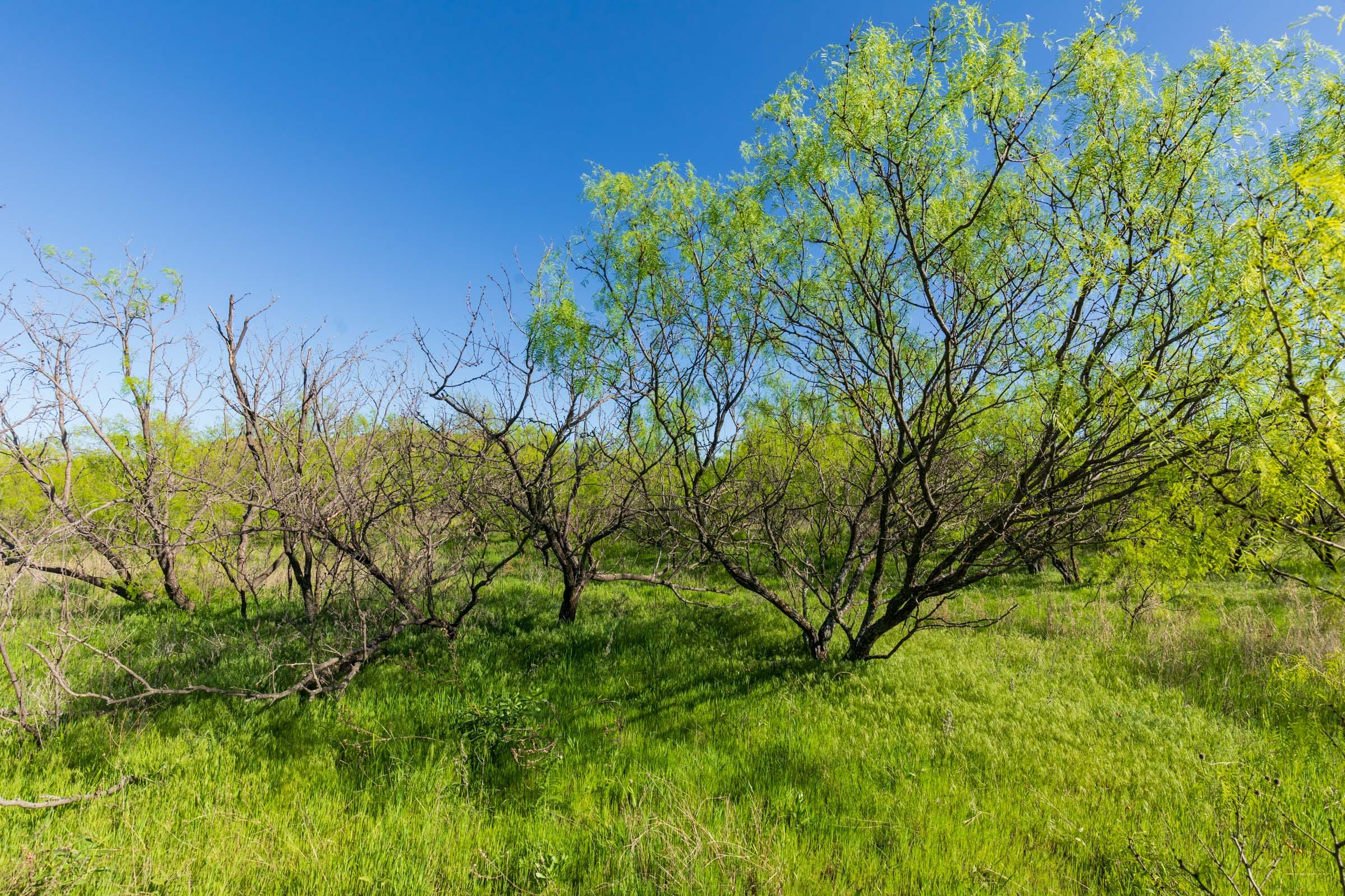 Hackberry Fields Tract 25 photo 2