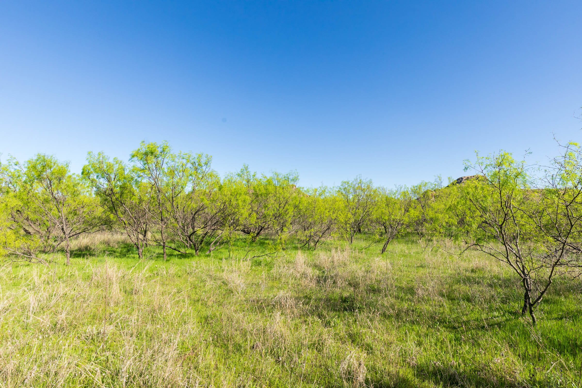 Hackberry Fields Tract 25 photo 9