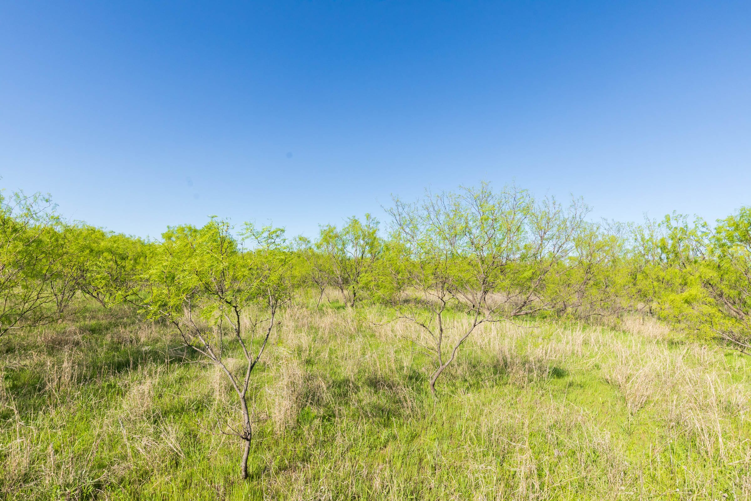 Hackberry Fields Tract 25 photo 12