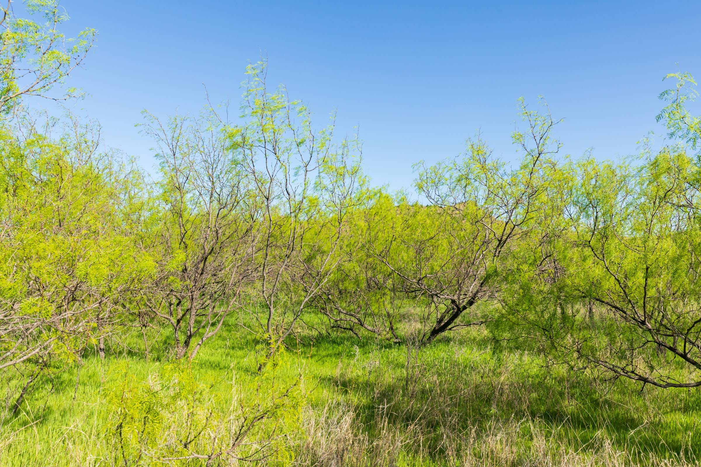 Hackberry Fields Tract 25 photo 14