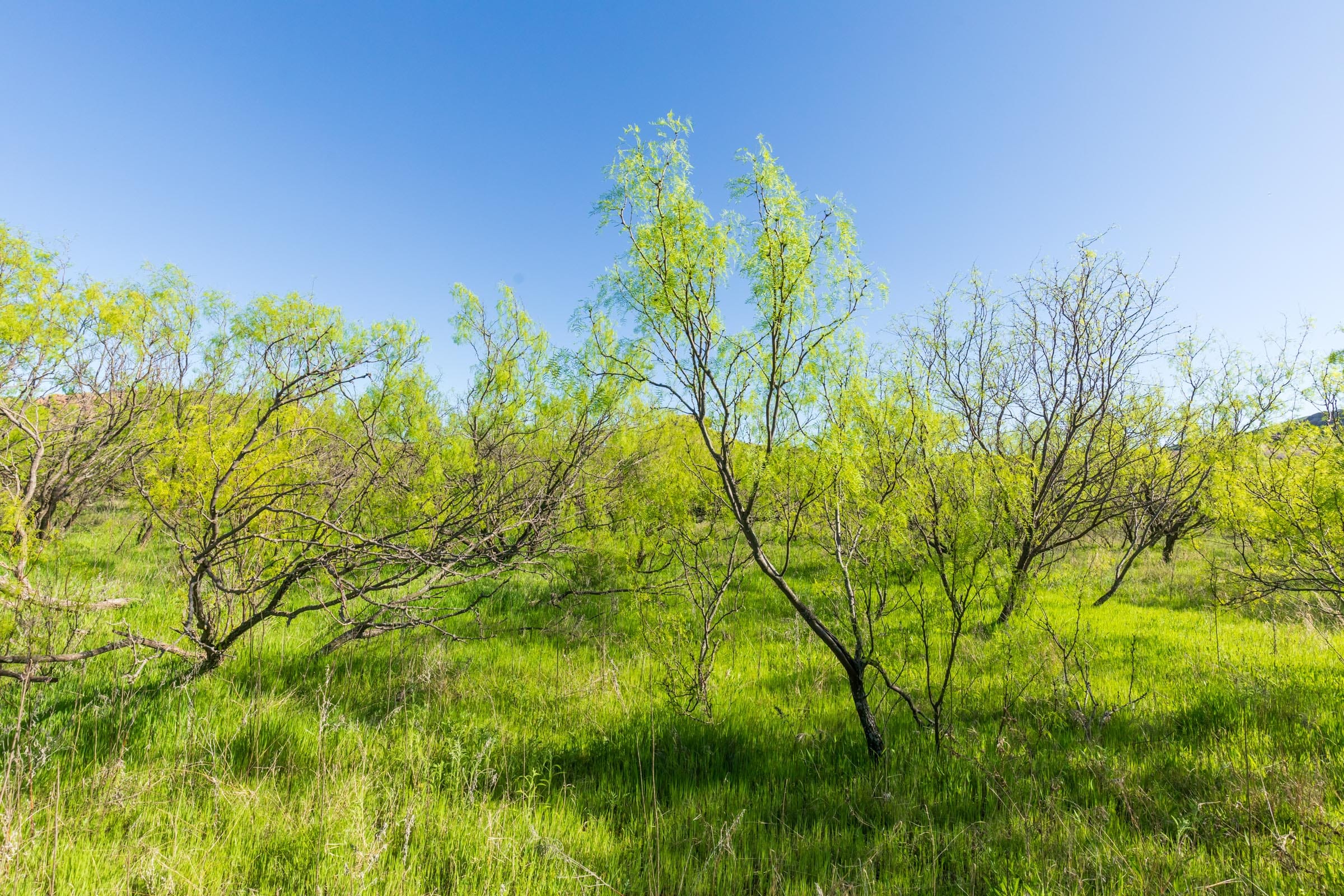 Hackberry Fields Tract 25 photo 15