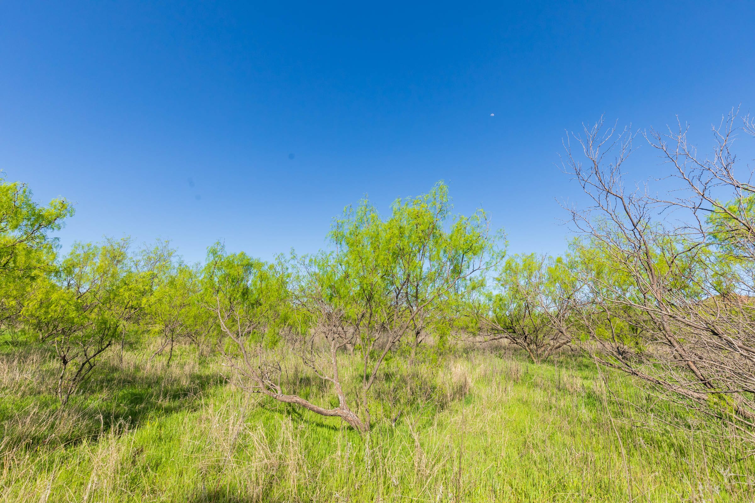 Hackberry Fields Tract 25 photo 16