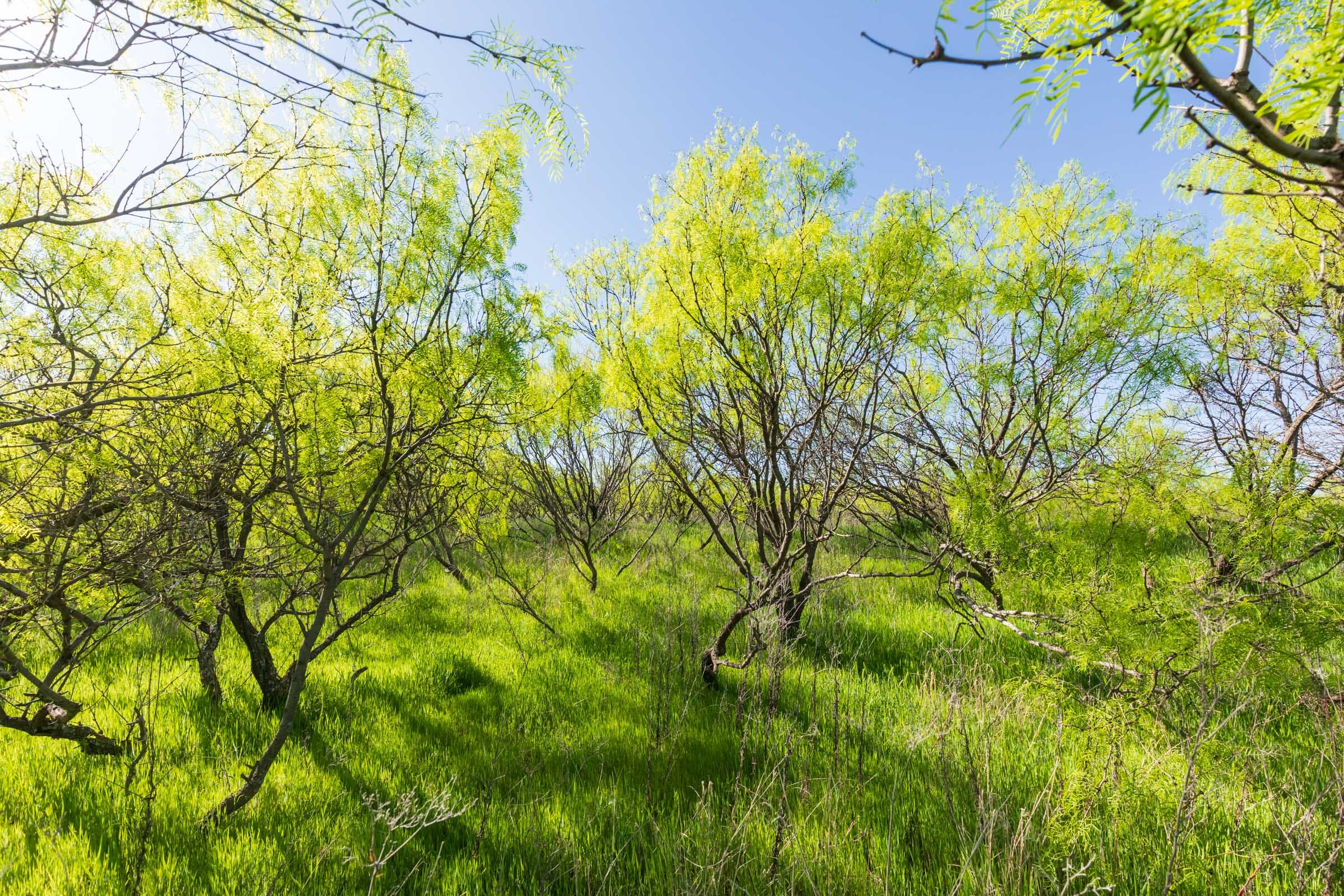 Hackberry Fields Tract 25 photo 7