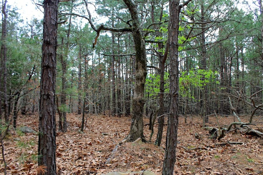 Trophy Ridge Phase III Tract 37 photo 2