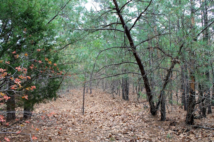 Trophy Ridge Phase III Tract 37 photo 3