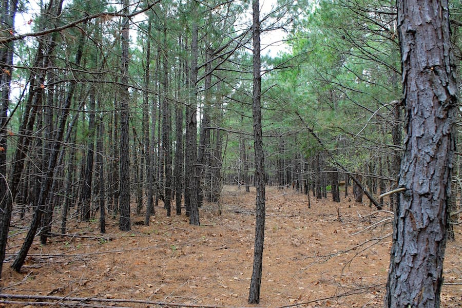Trophy Ridge Phase III Tract 37 photo 4
