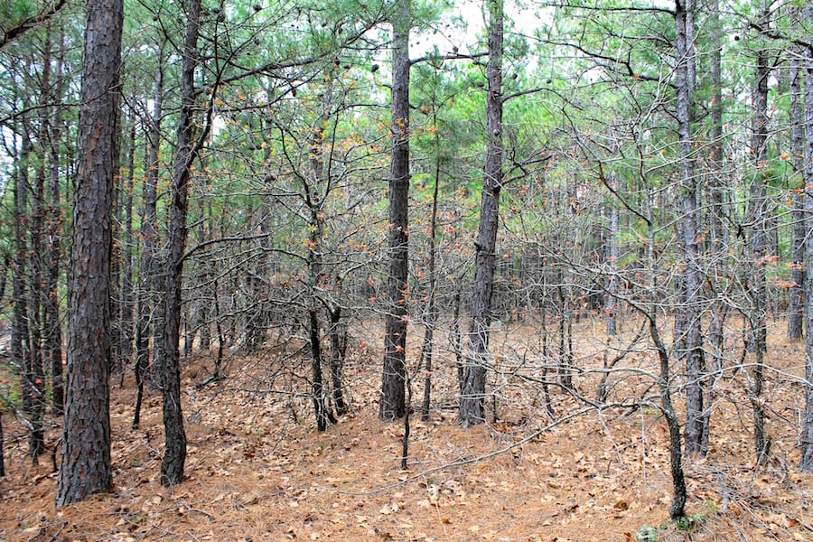Trophy Ridge Phase III Tract 37 photo 5