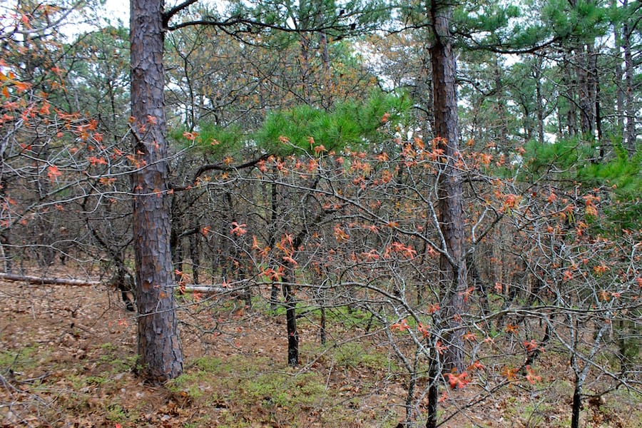 Trophy Ridge Phase III Tract 37 photo 6