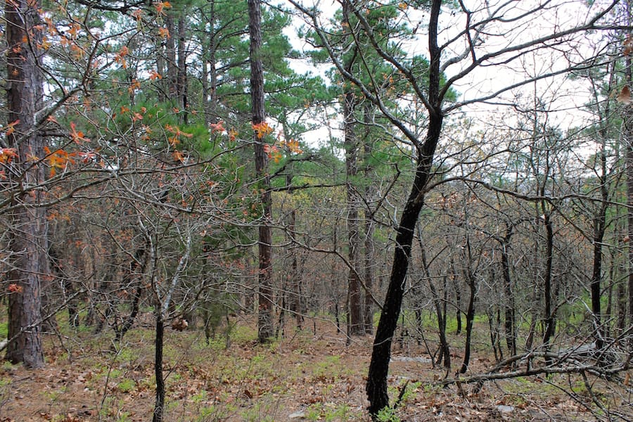 Trophy Ridge Phase III Tract 37 photo 7