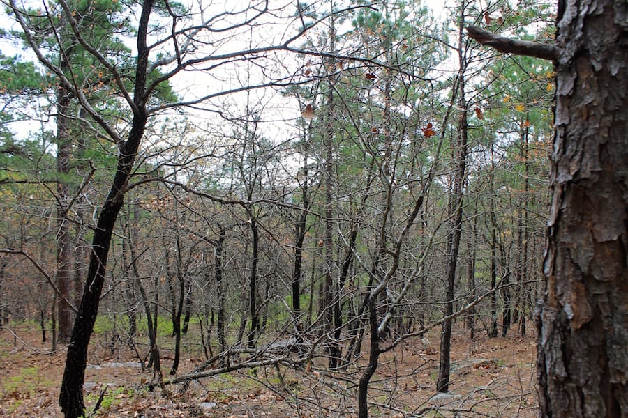 Trophy Ridge Phase III Tract 37 photo 8